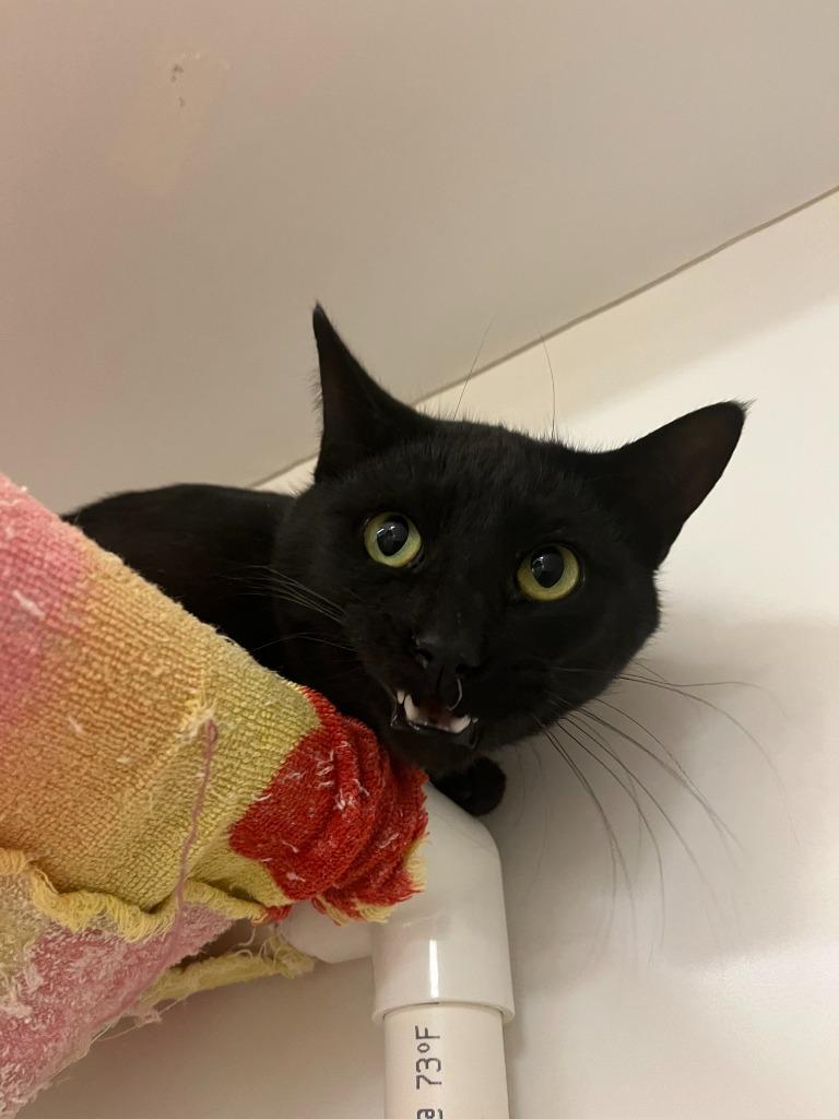 Enlarge Cat Condo #9 Eddie, a Adoptable mixed breed in Greenville, TX image 3/4