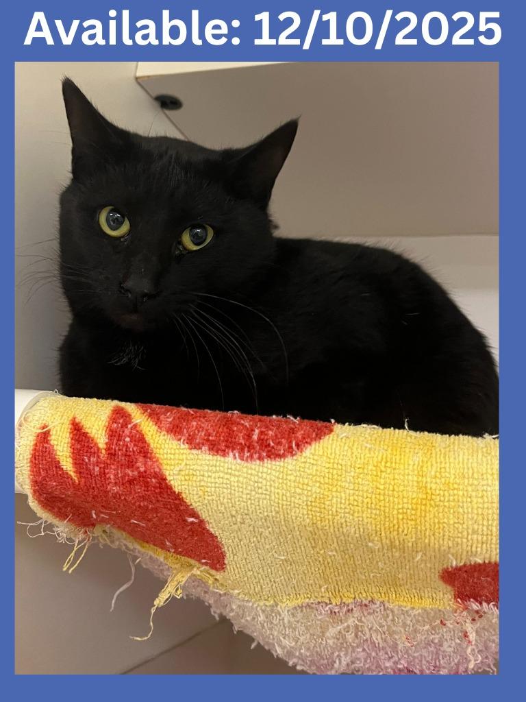 Enlarge Cat Condo #9 Eddie, a Adoptable mixed breed in Greenville, TX image 4/4