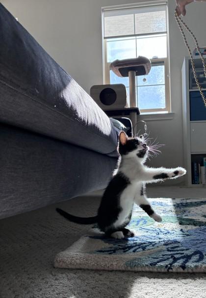 Froggy, Adoptable, Kitten Female Domestic Short Hair & Domestic Short Hair.
