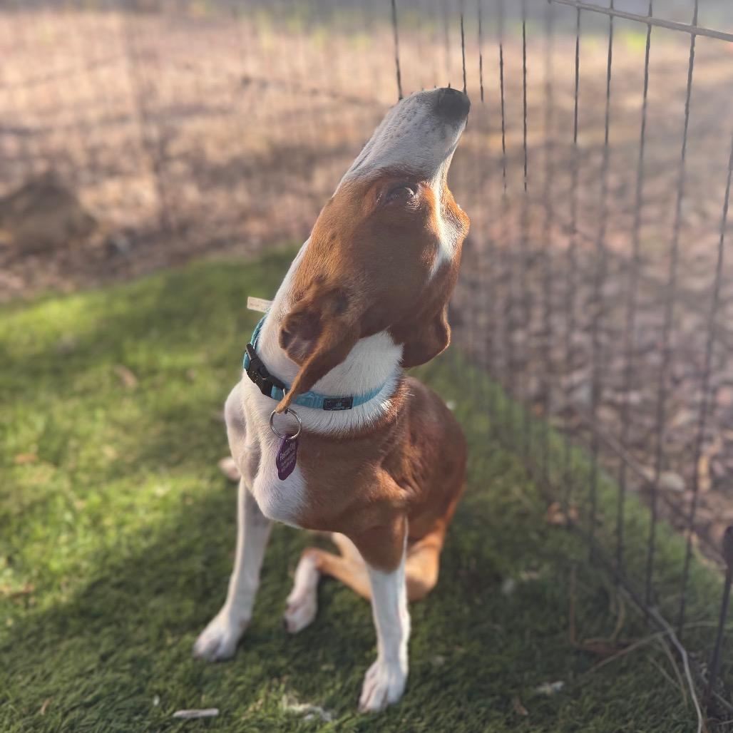 Enlarge Ginger, a Adoptable Chihuahua in Phoenix, AZ image 1/5