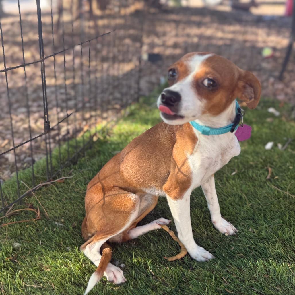 Enlarge Ginger, a Adoptable Chihuahua in Phoenix, AZ image 2/5