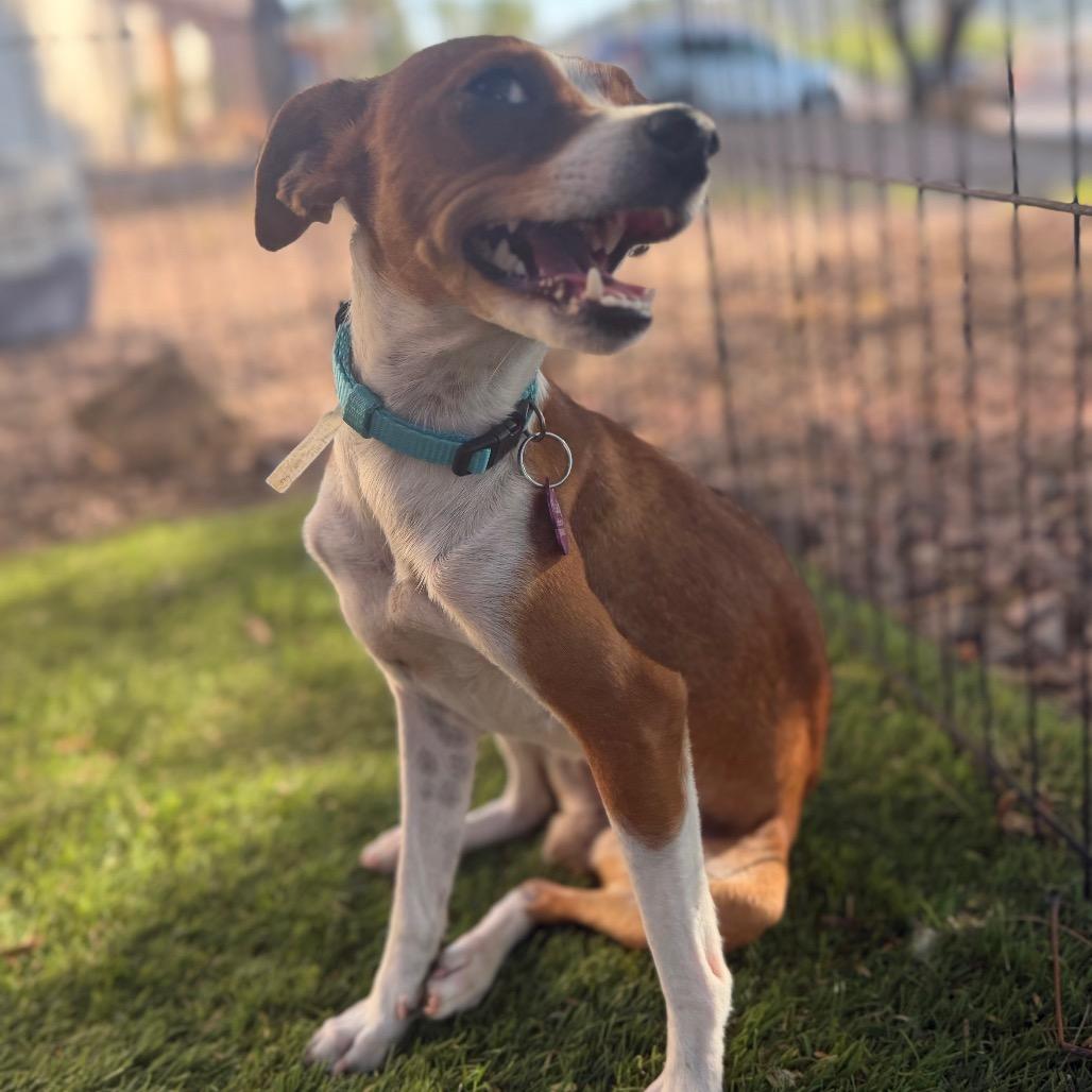 Enlarge Ginger, a Adoptable Chihuahua in Phoenix, AZ image 3/5