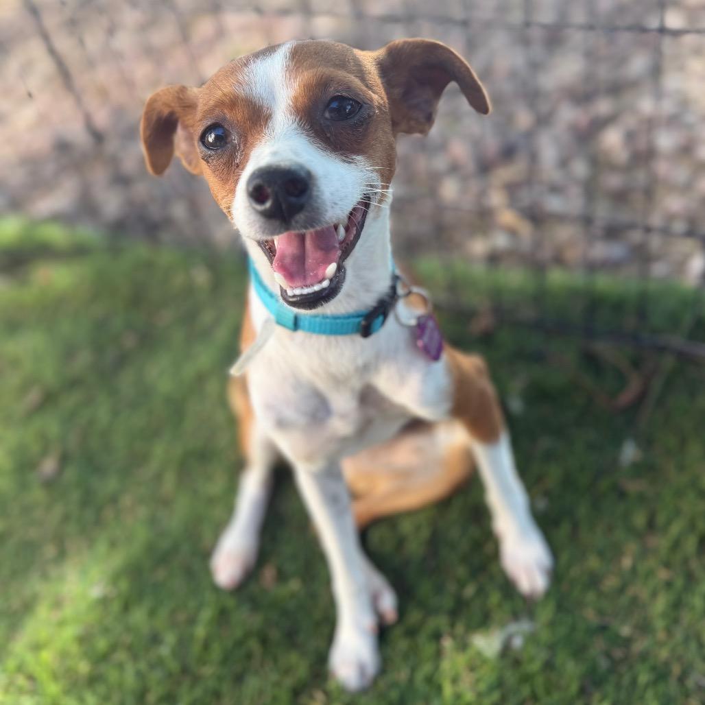 Enlarge Ginger, a Adoptable Chihuahua in Phoenix, AZ image 4/5