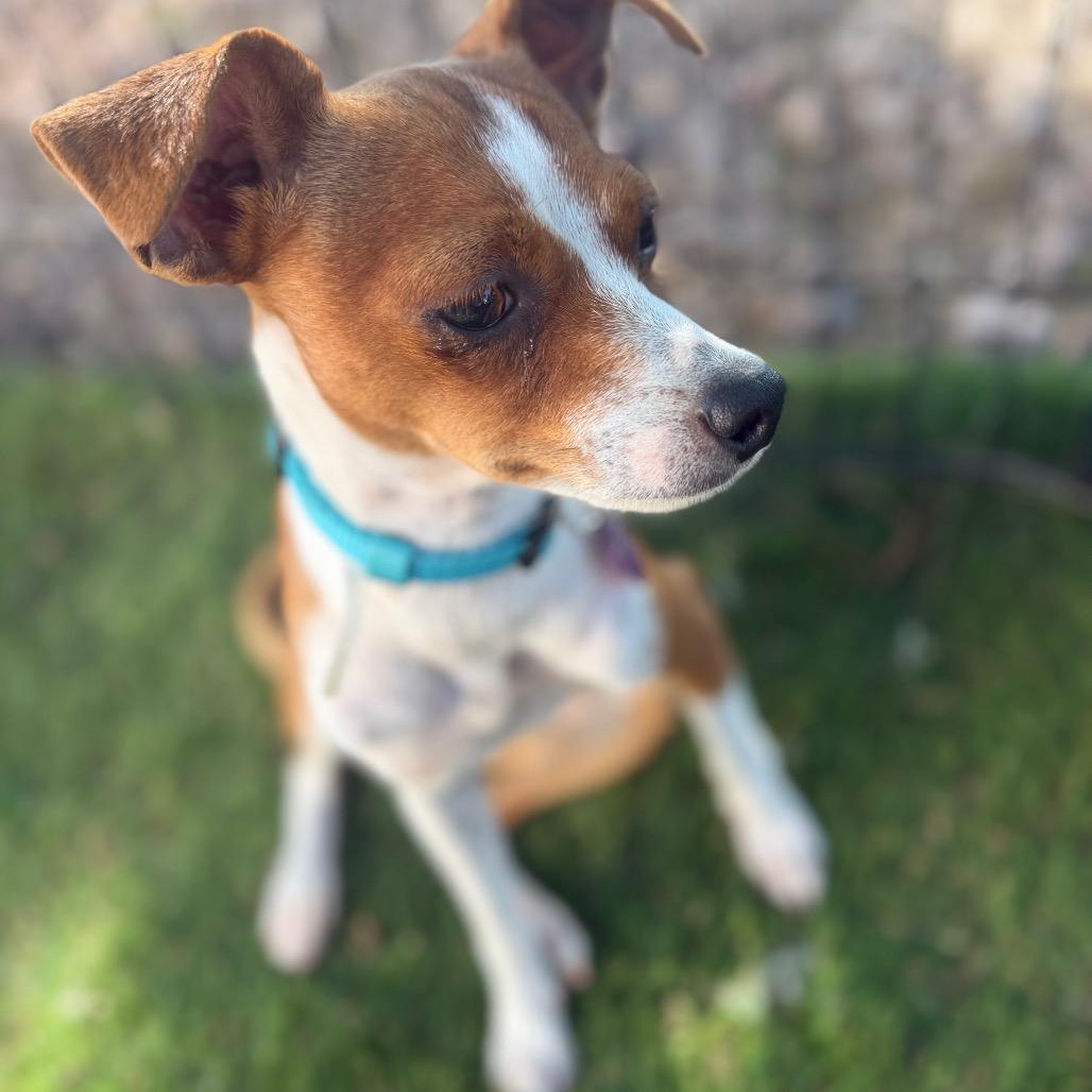 Enlarge Ginger, a Adoptable Chihuahua in Phoenix, AZ image 5/5