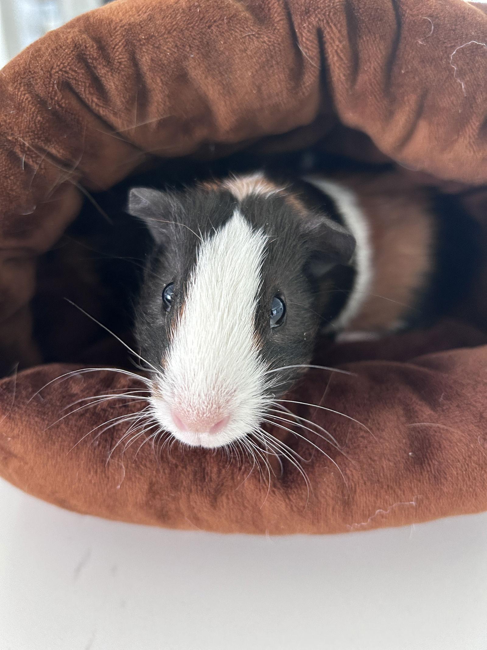 Chips and Dip, Adoptable, Baby Male Guinea Pig.