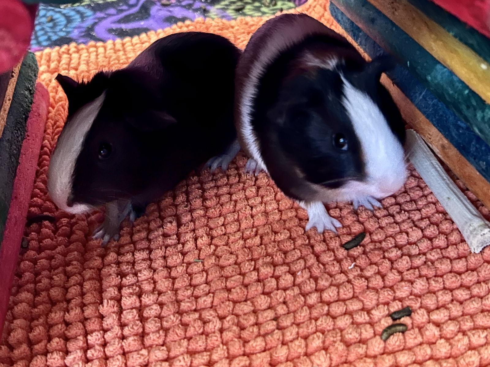 Enlarge Chips and Dip, a Adoptable Guinea Pig in Aurora, IL image 3/3
