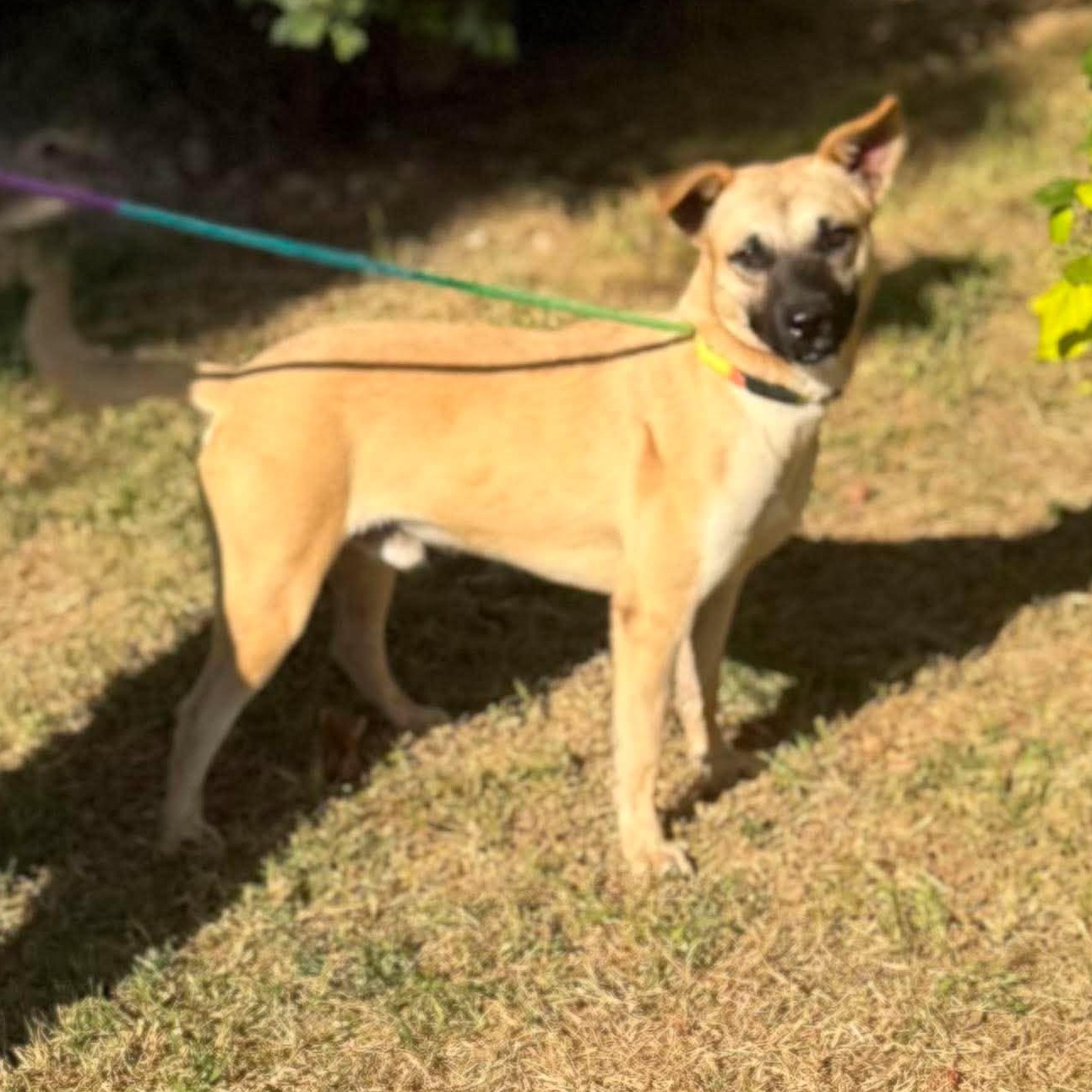 Enlarge Mosby, a Adoptable mixed breed in Williamsburg, VA image 4/6