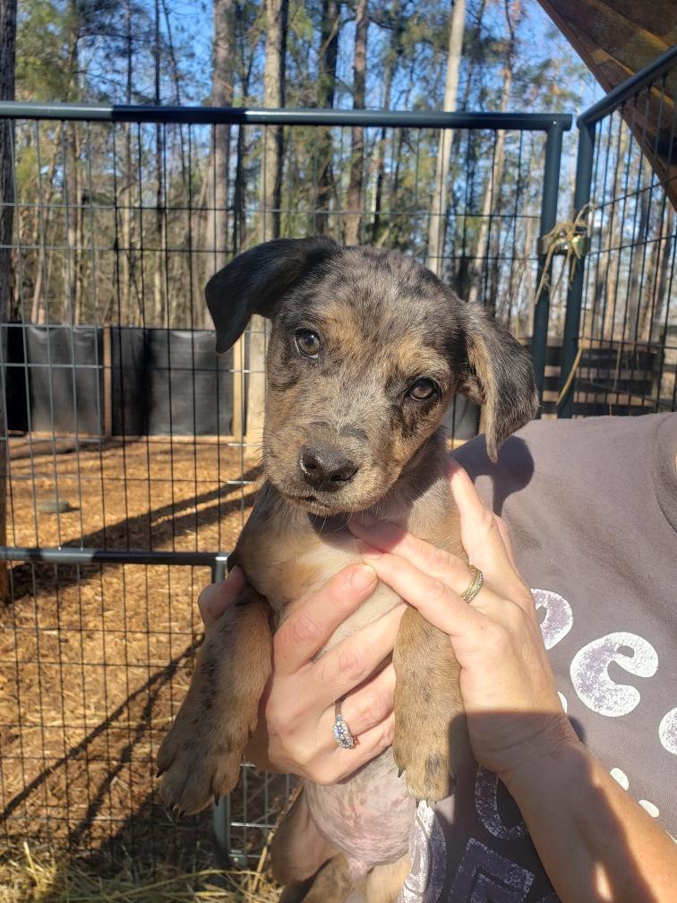 Jake, ADOPTABLE, Puppy Male Catahoula Leopard Dog & Mountain Cur.
