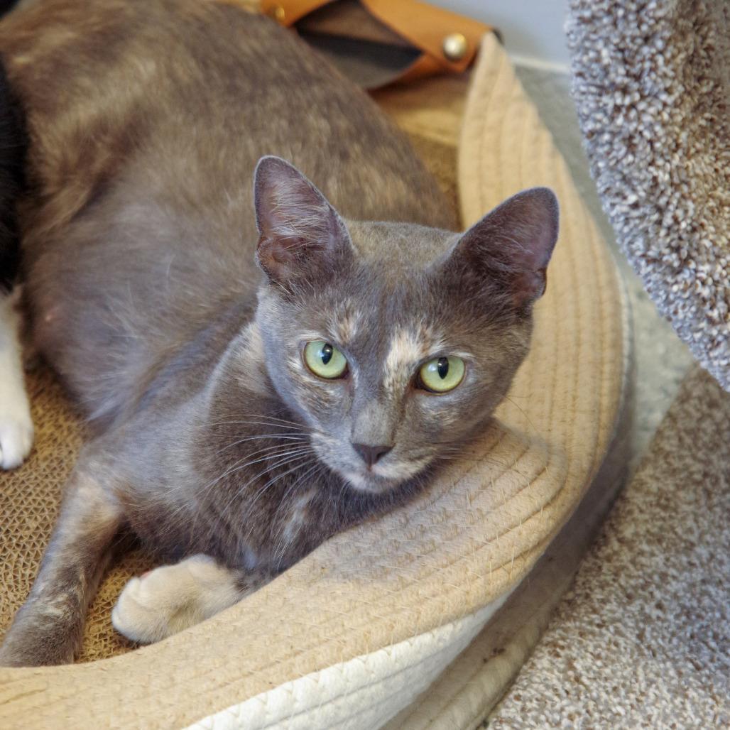 Gaia, Adoptable, Adult Female Domestic Short Hair.