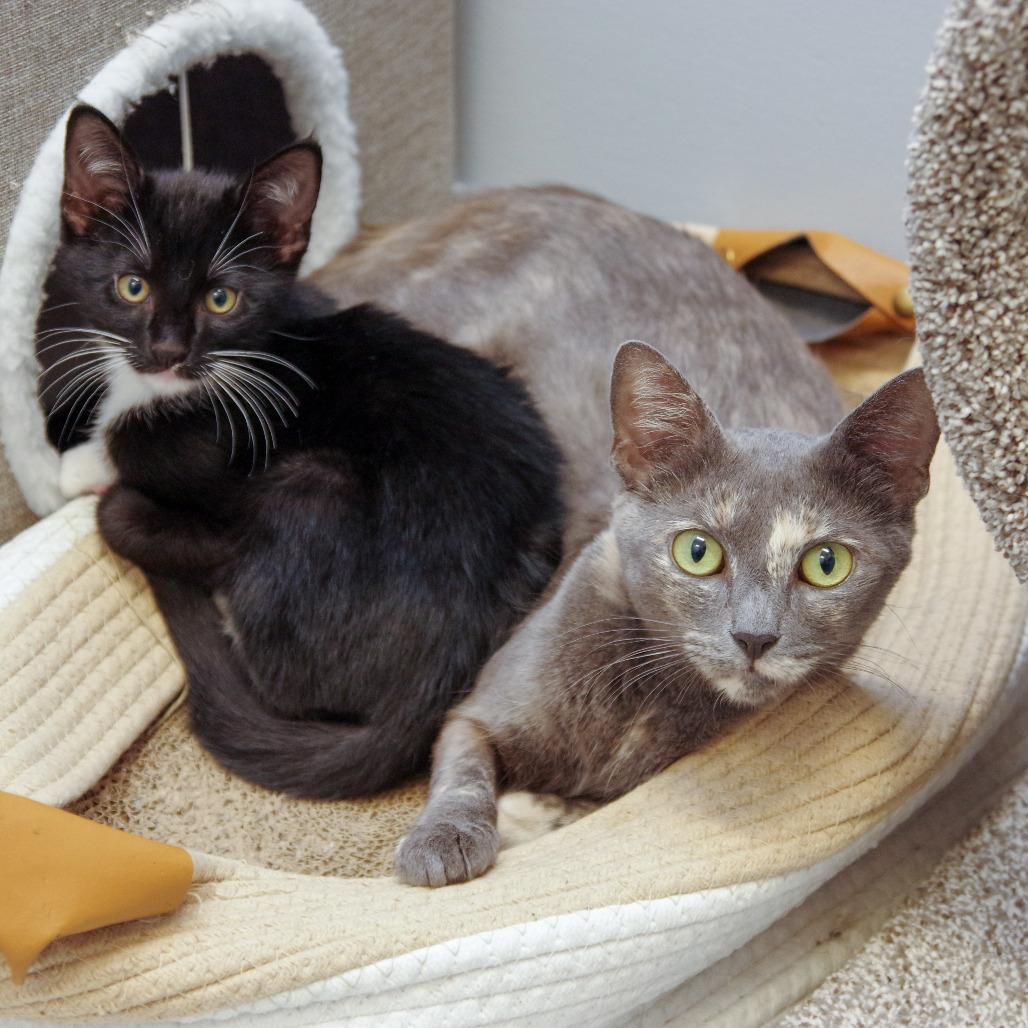 Enlarge Gaia, a Adoptable Domestic Short Hair in Scituate, MA image 2/5