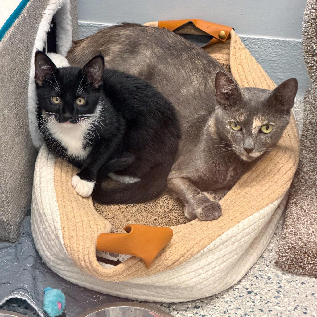Enlarge Gaia, a Adoptable Domestic Short Hair in Scituate, MA image 3/5