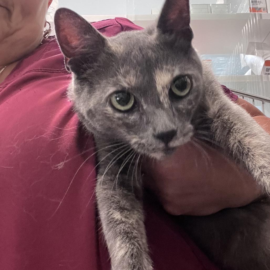 Enlarge Gaia, a Adoptable Domestic Short Hair in Scituate, MA image 4/5