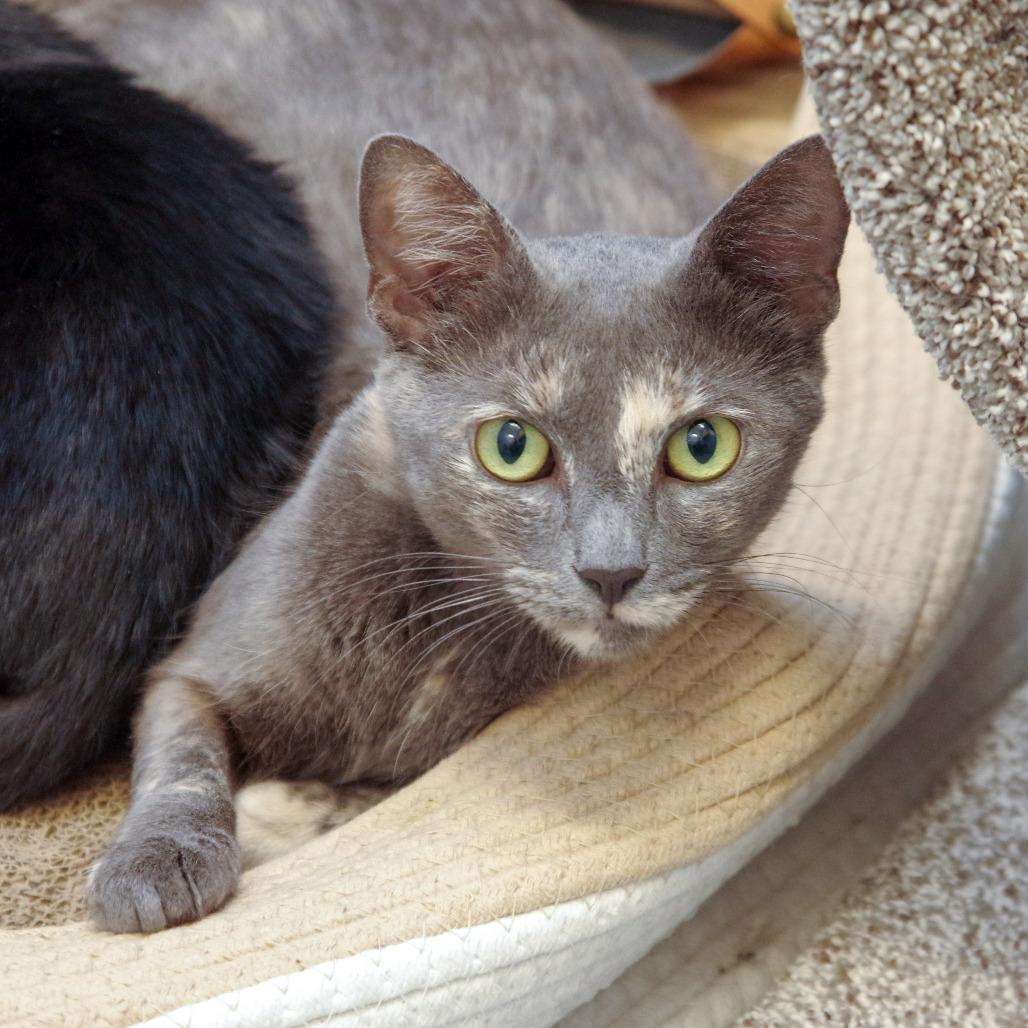 Enlarge Gaia, a Adoptable Domestic Short Hair in Scituate, MA image 5/5