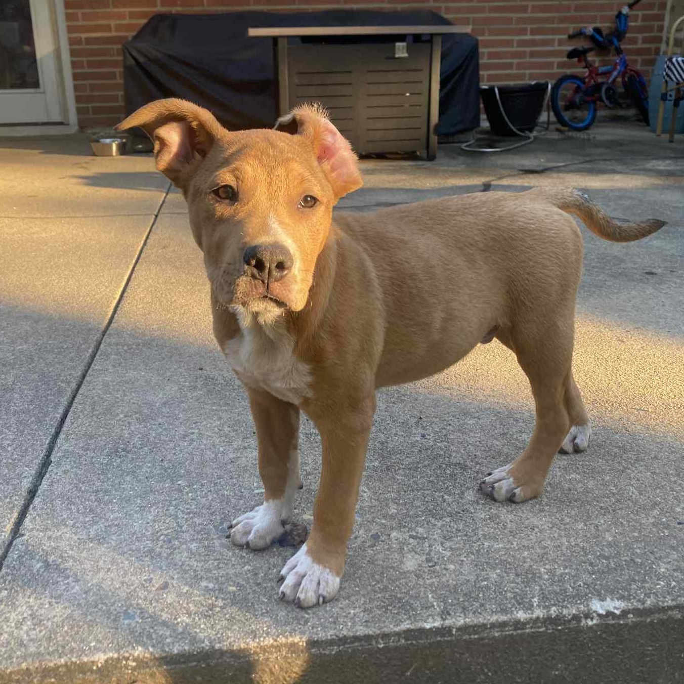 Rockstar Roadies litter