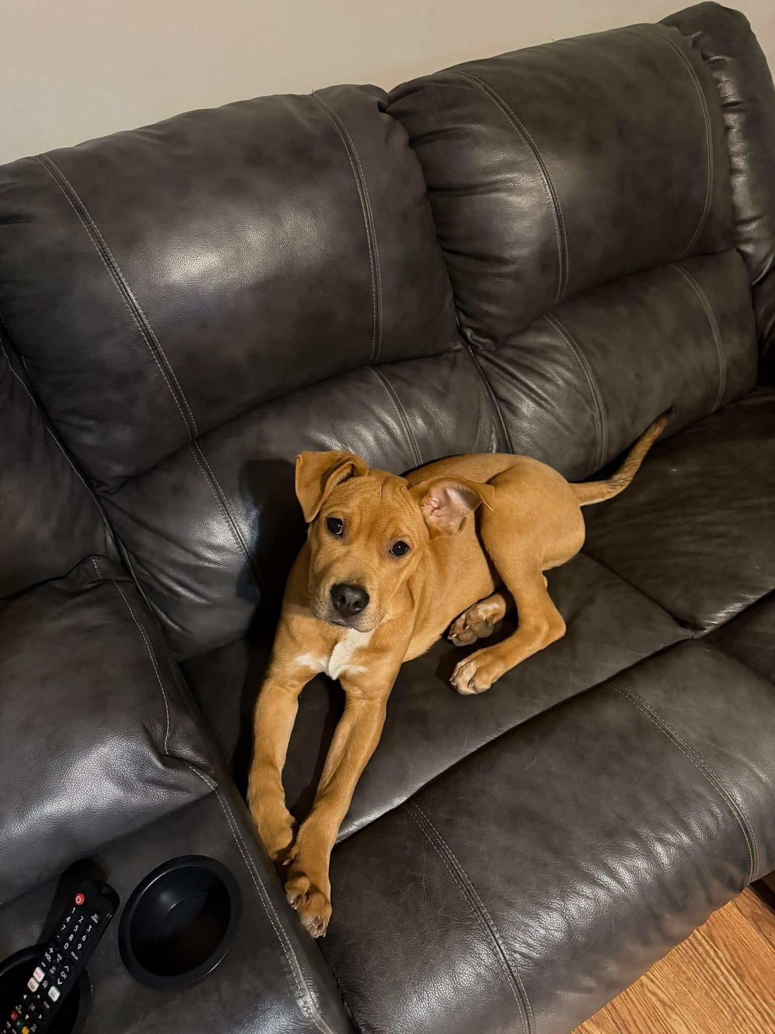 Enlarge HENDRIX, an adopted mixed breed in Blue Bell, PA image 2/4