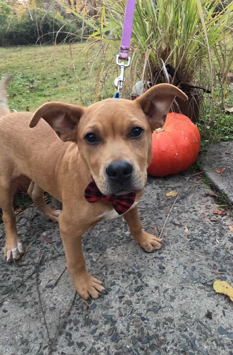 Enlarge HENDRIX, an adopted mixed breed in Blue Bell, PA image 4/4