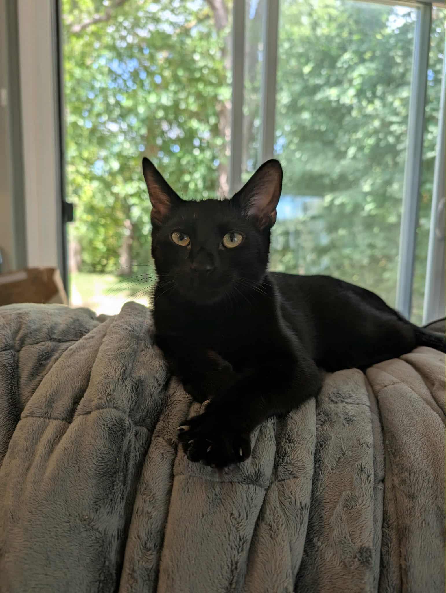 Riggs, Rosie & Piper!, a Adoptable Domestic Short Hair in Brantford, ON image 6/6