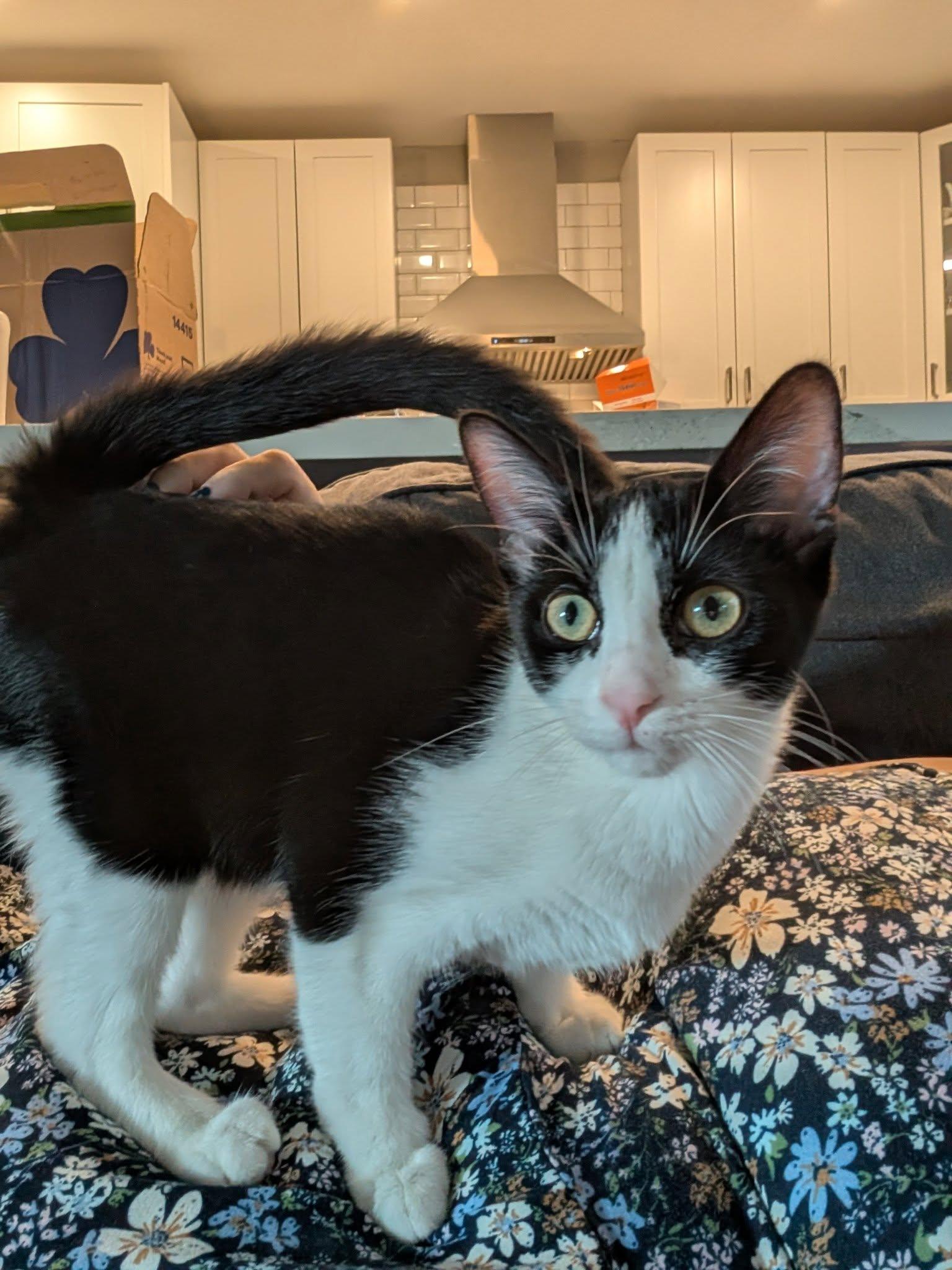 Riggs, Rosie & Piper!, a Adoptable Domestic Short Hair in Brantford, ON image 5/6