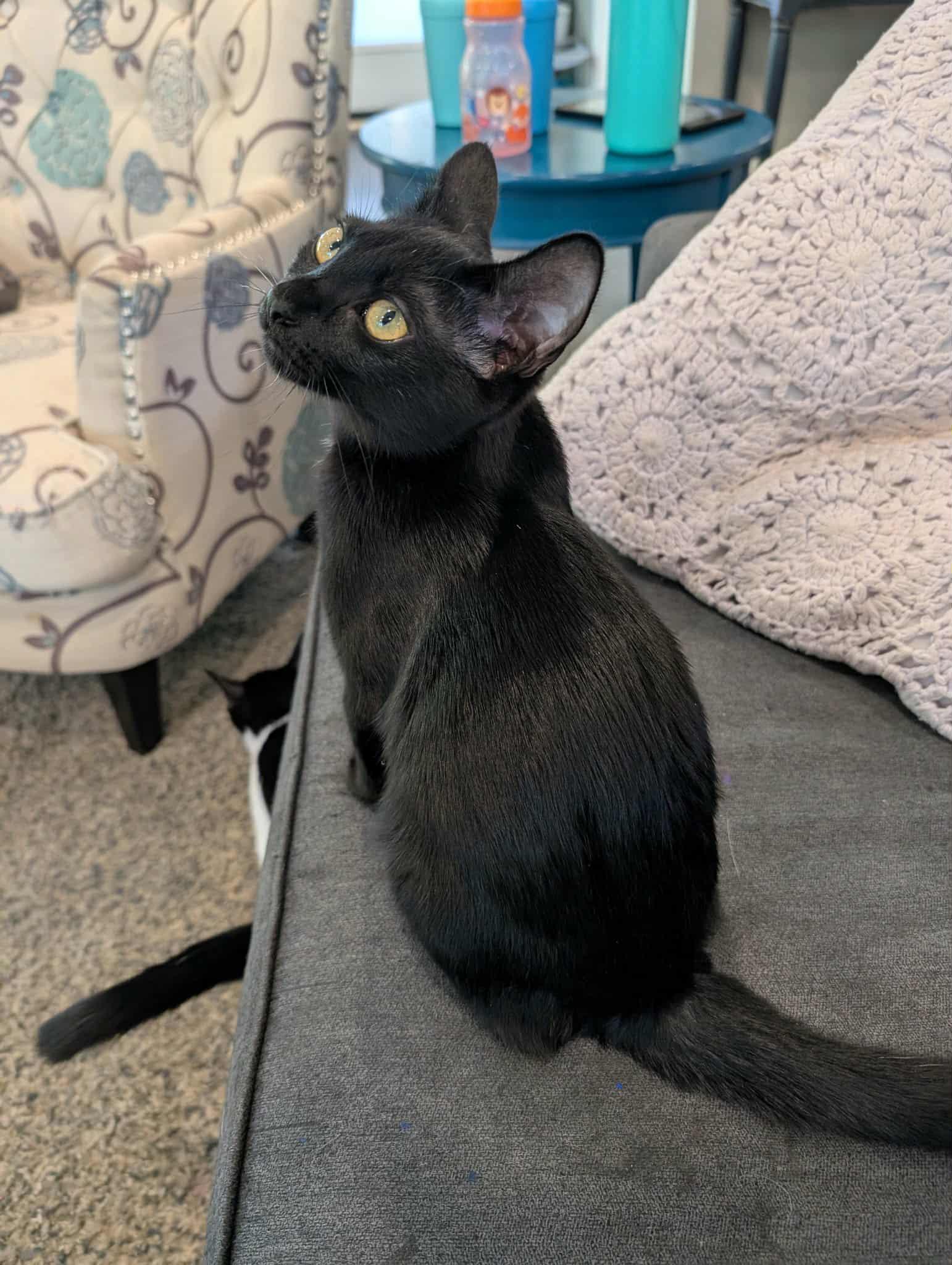 Riggs, Rosie & Piper!, Adoptable, Young Female Domestic Short Hair.