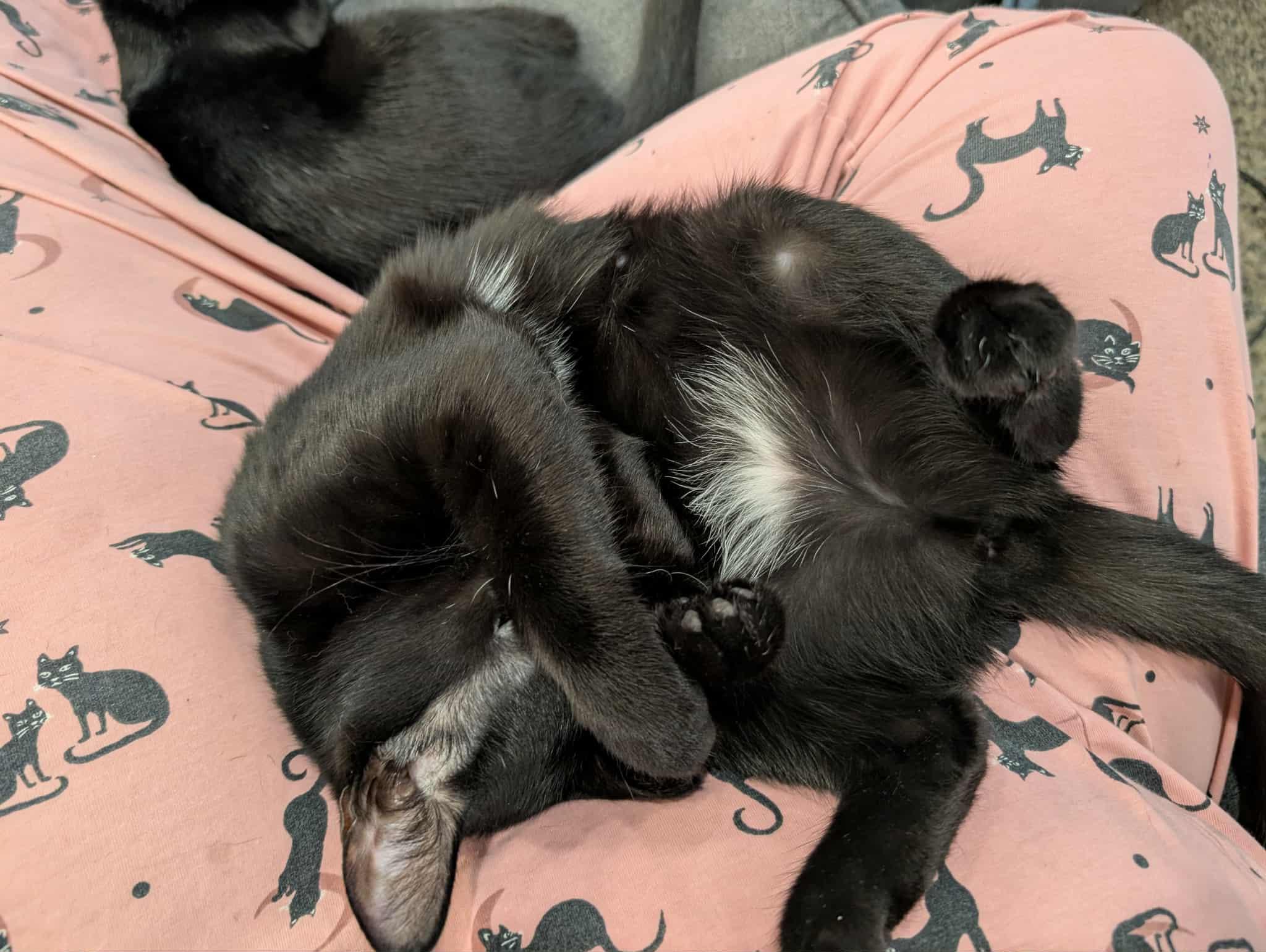 Riggs, Rosie & Piper!, a Adoptable Domestic Short Hair in Brantford, ON image 2/6