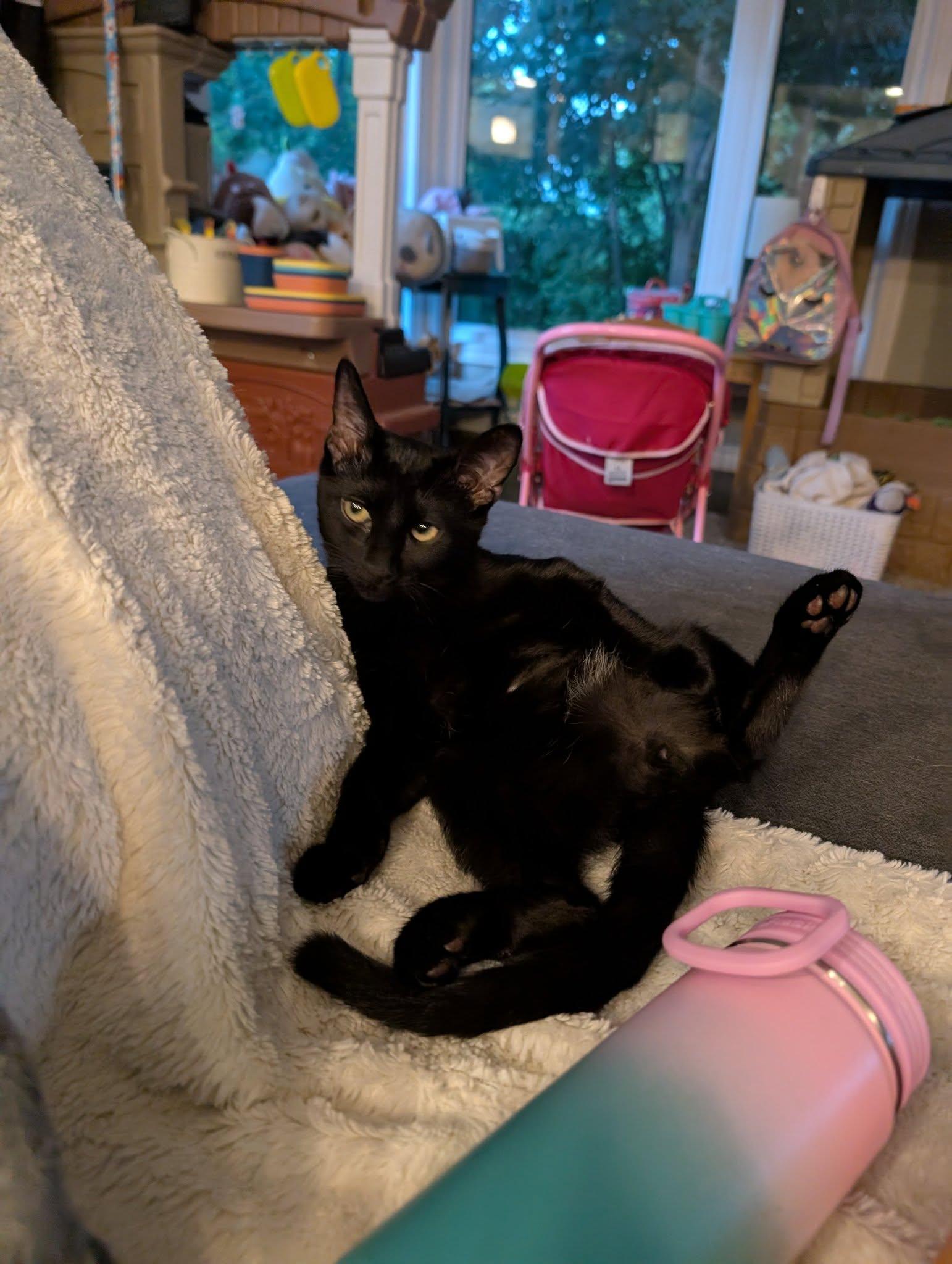 Riggs, Rosie & Piper!, a Adoptable Domestic Short Hair in Brantford, ON image 3/6