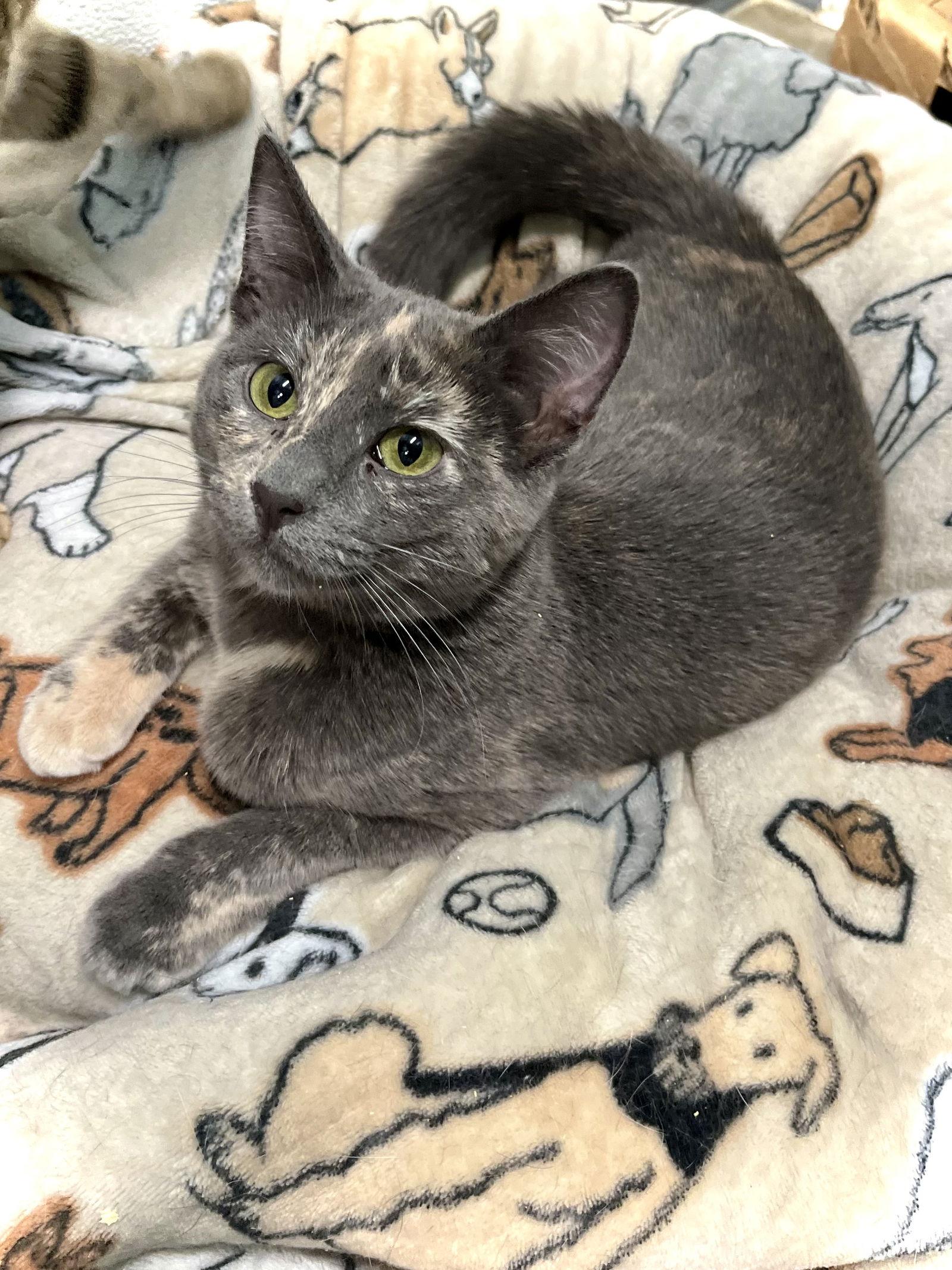 Retta — thumbnail 2