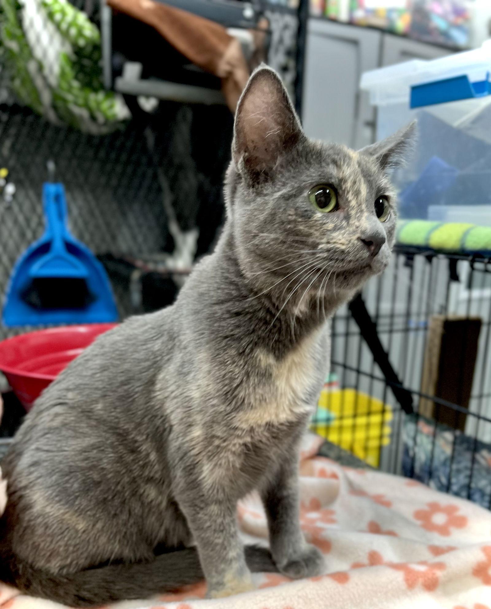 Retta — thumbnail 3