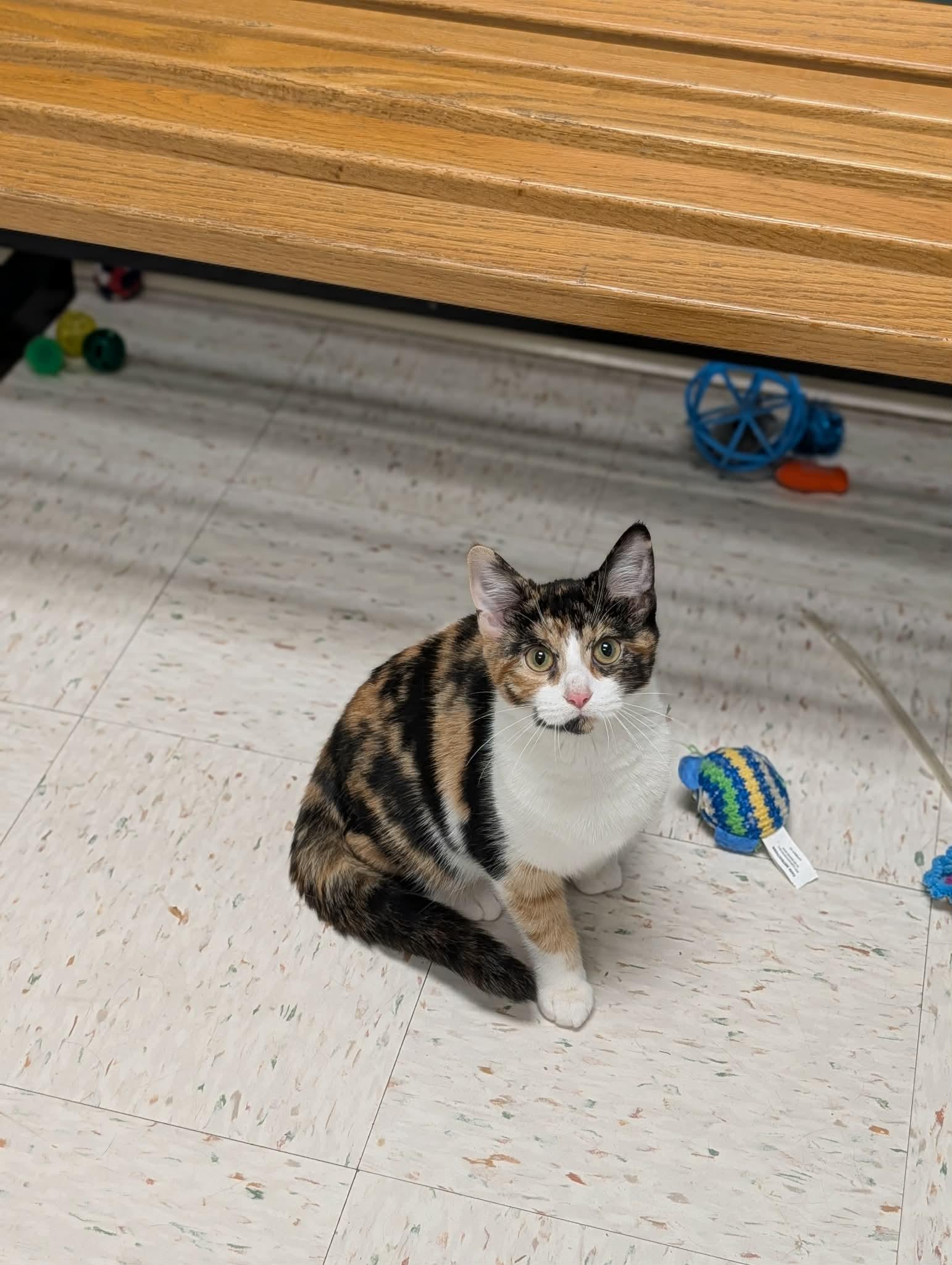 Mochi, adopted, Kitten Female Domestic Short Hair.