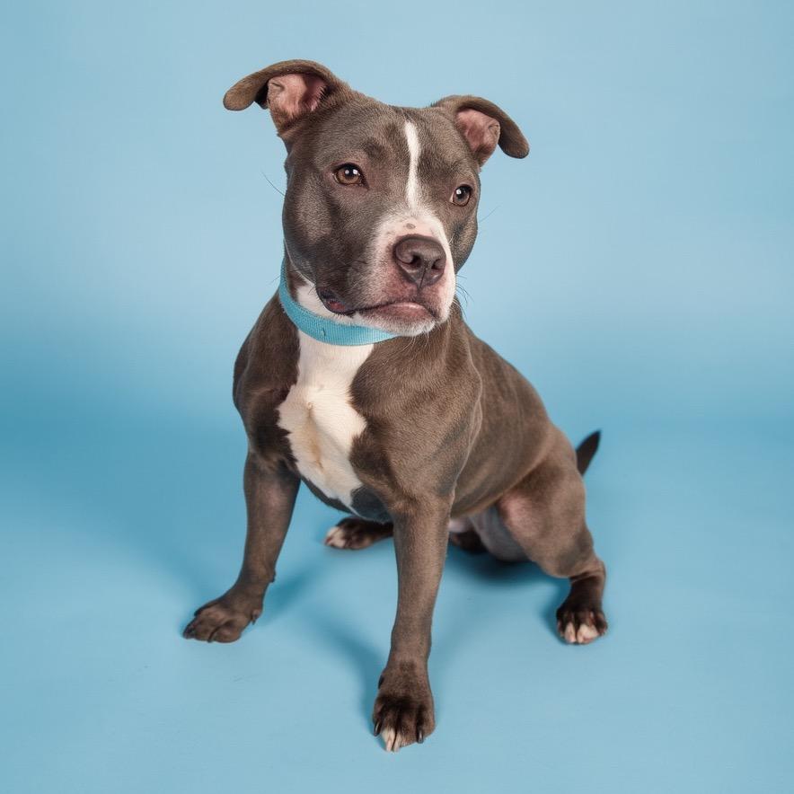 Goobella, Adoptable, Adult Female Mixed Breed.