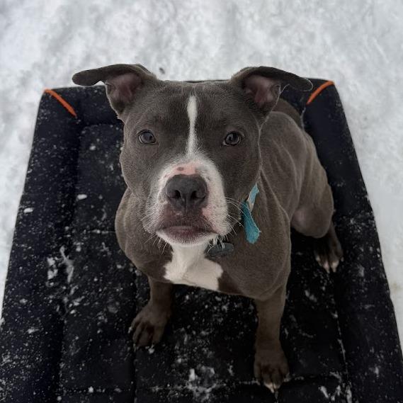 Goobella, a Adoptable Mixed Breed in Bangall, NY image 2/3