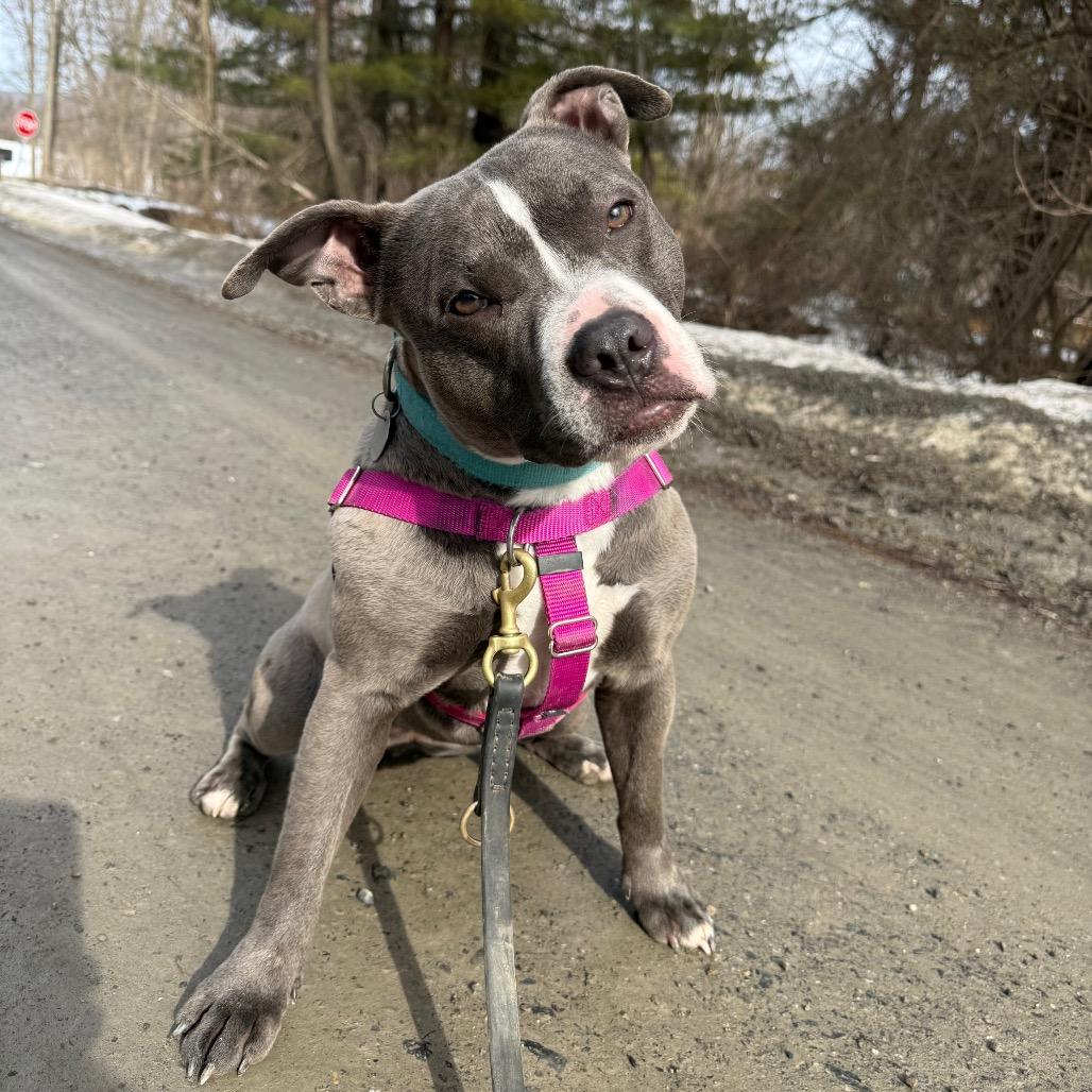 Enlarge Goobella, a Adoptable Mixed Breed in Bangall, NY image 3/5
