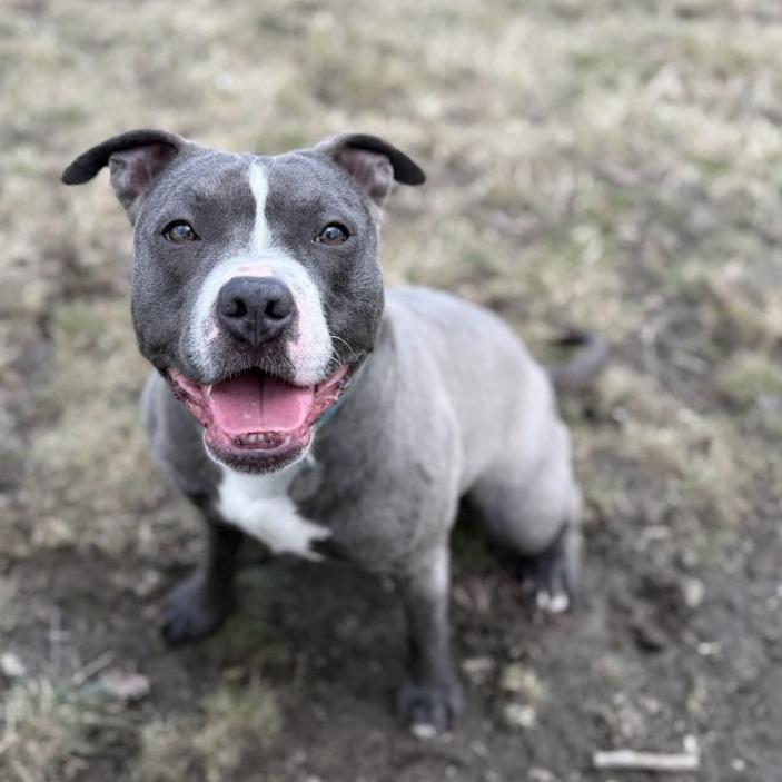 Enlarge Goobella, a Adoptable Mixed Breed in Bangall, NY image 4/5