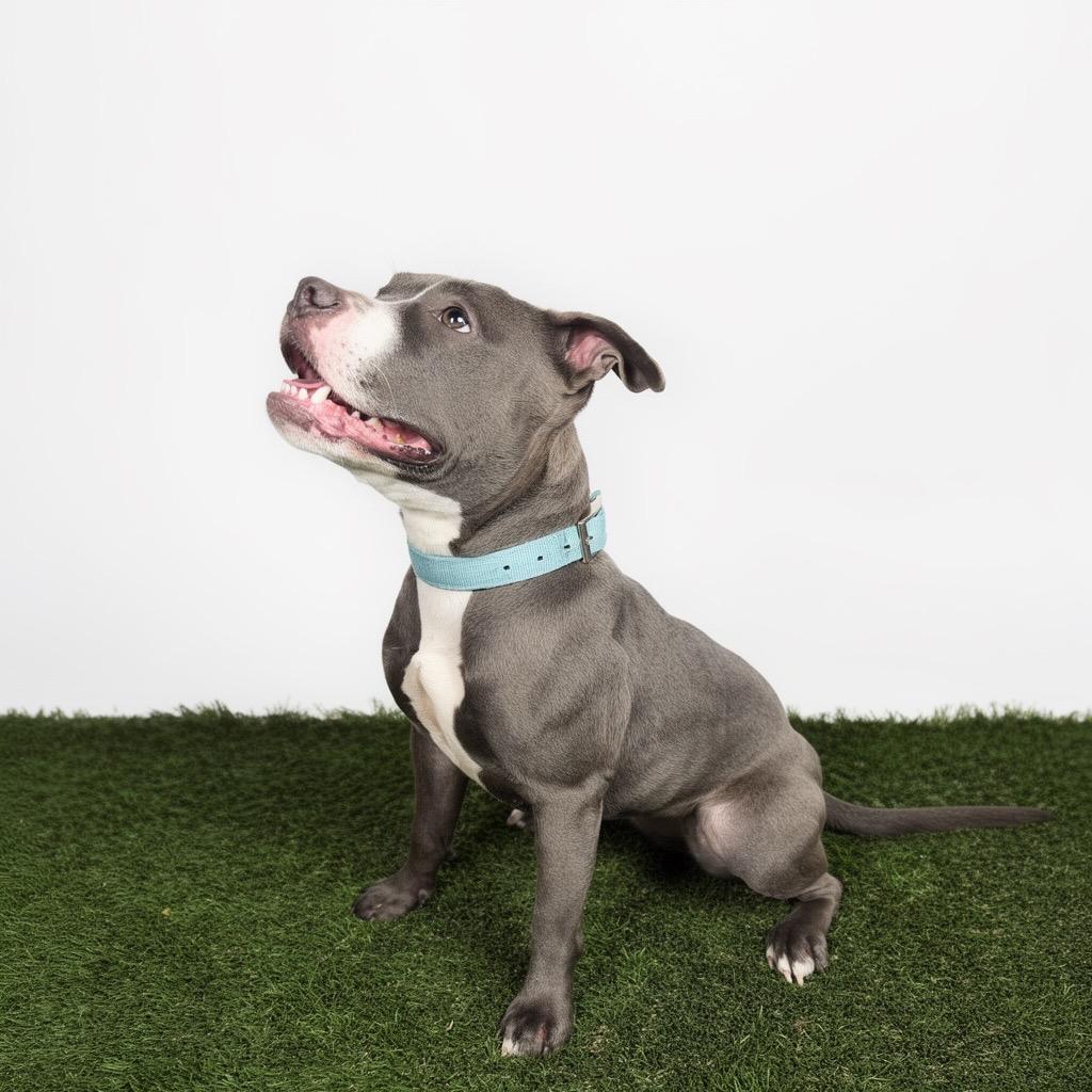 Goobella, a Adoptable Mixed Breed in Bangall, NY image 3/3