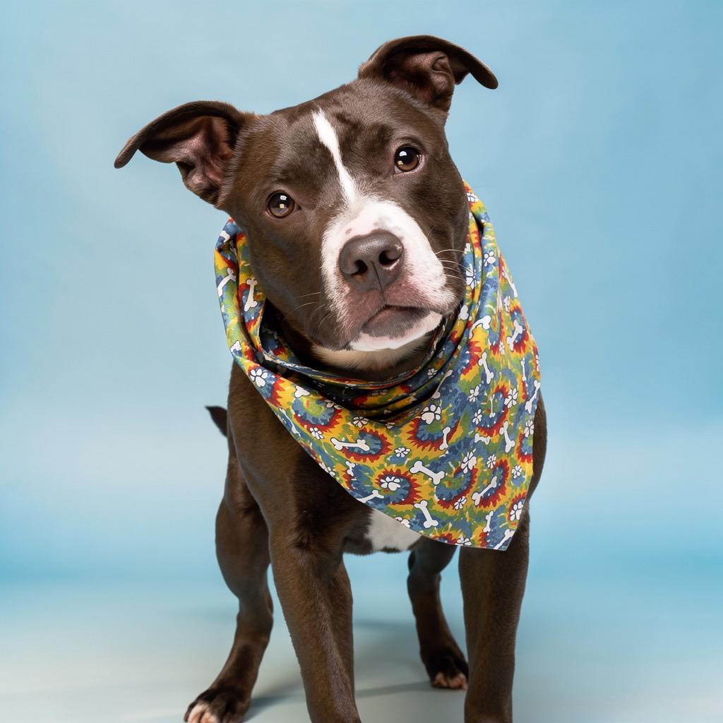 Enlarge Goobella, a Adoptable Mixed Breed in Bangall, NY image 1/1