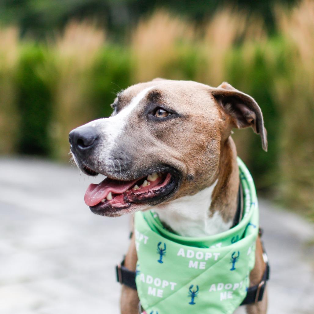 Leila, Adoptable, Adult Female Catahoula Leopard Dog & Mixed Breed.