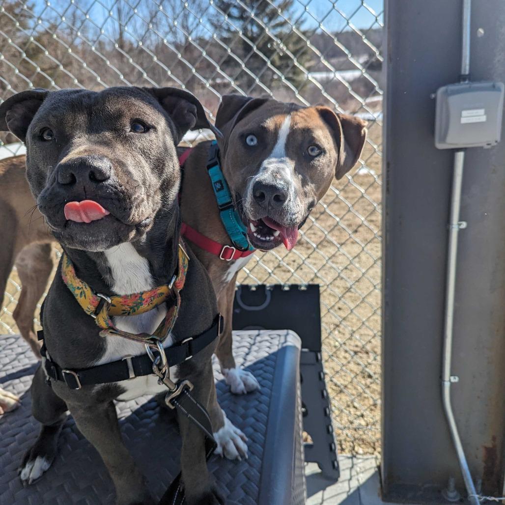 Enlarge Leila, a Adoptable mixed breed in Dover, NH image 2/5