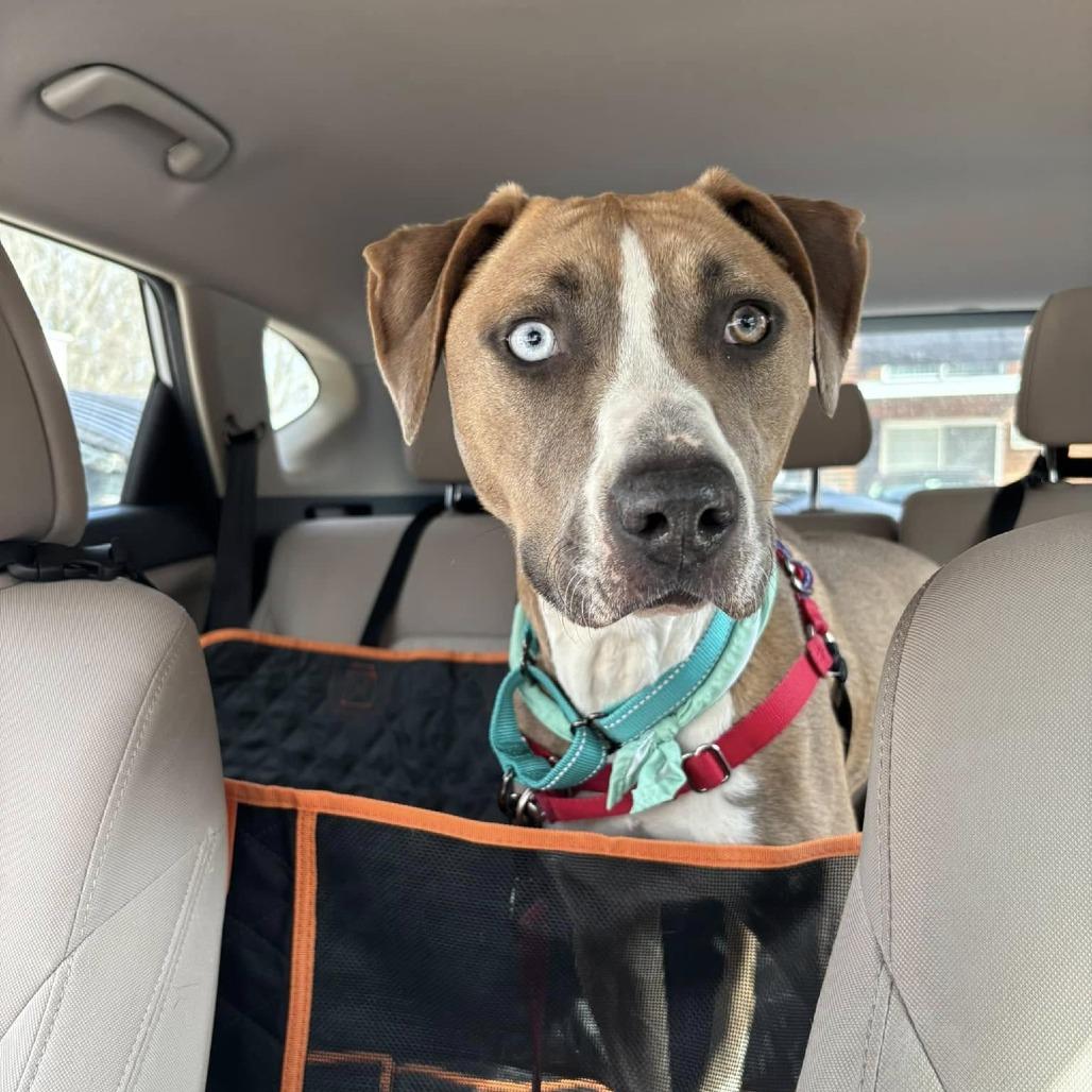 Enlarge Leila, a Adoptable mixed breed in Dover, NH image 3/5