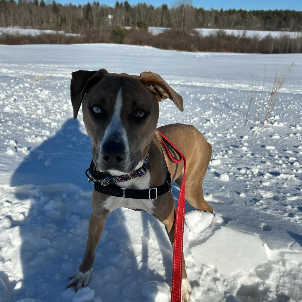 Enlarge Leila, a Adoptable mixed breed in Dover, NH image 4/5