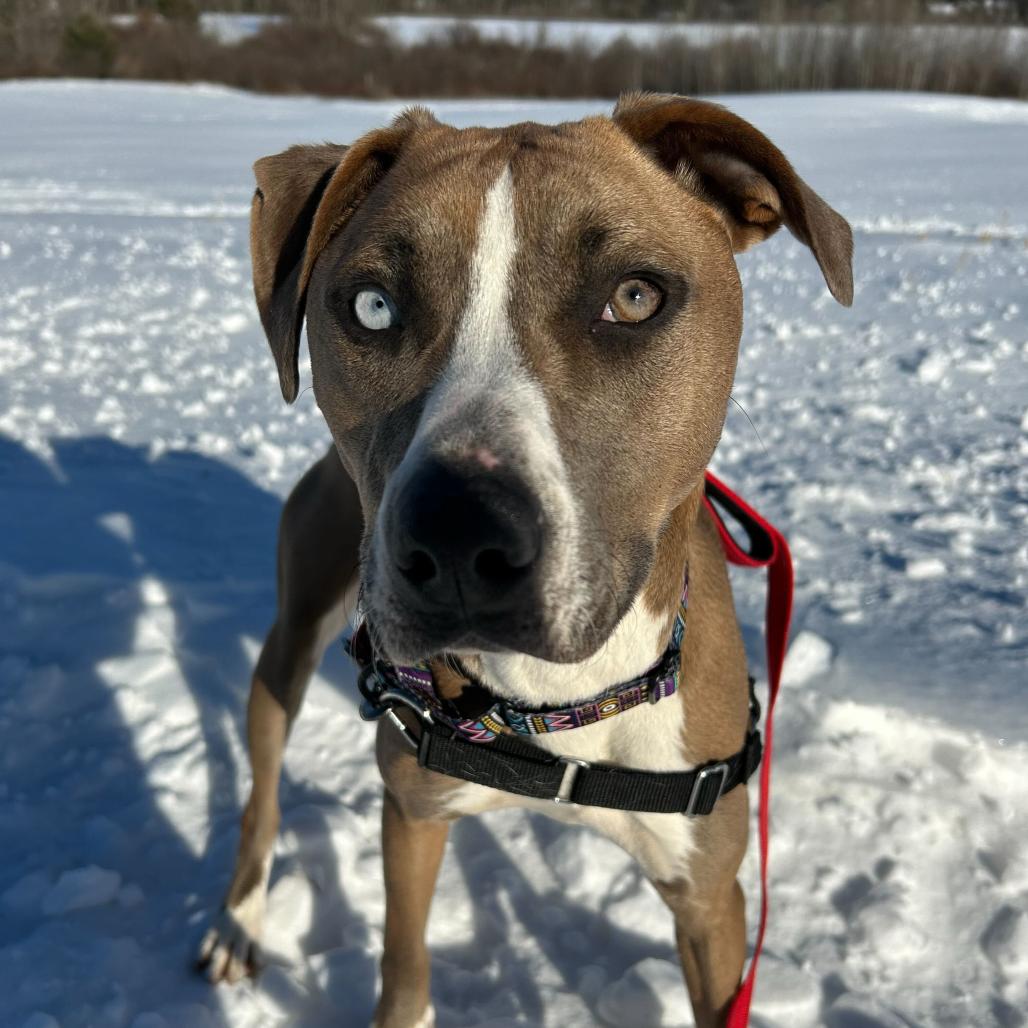 Enlarge Leila, a Adoptable mixed breed in Dover, NH image 5/5