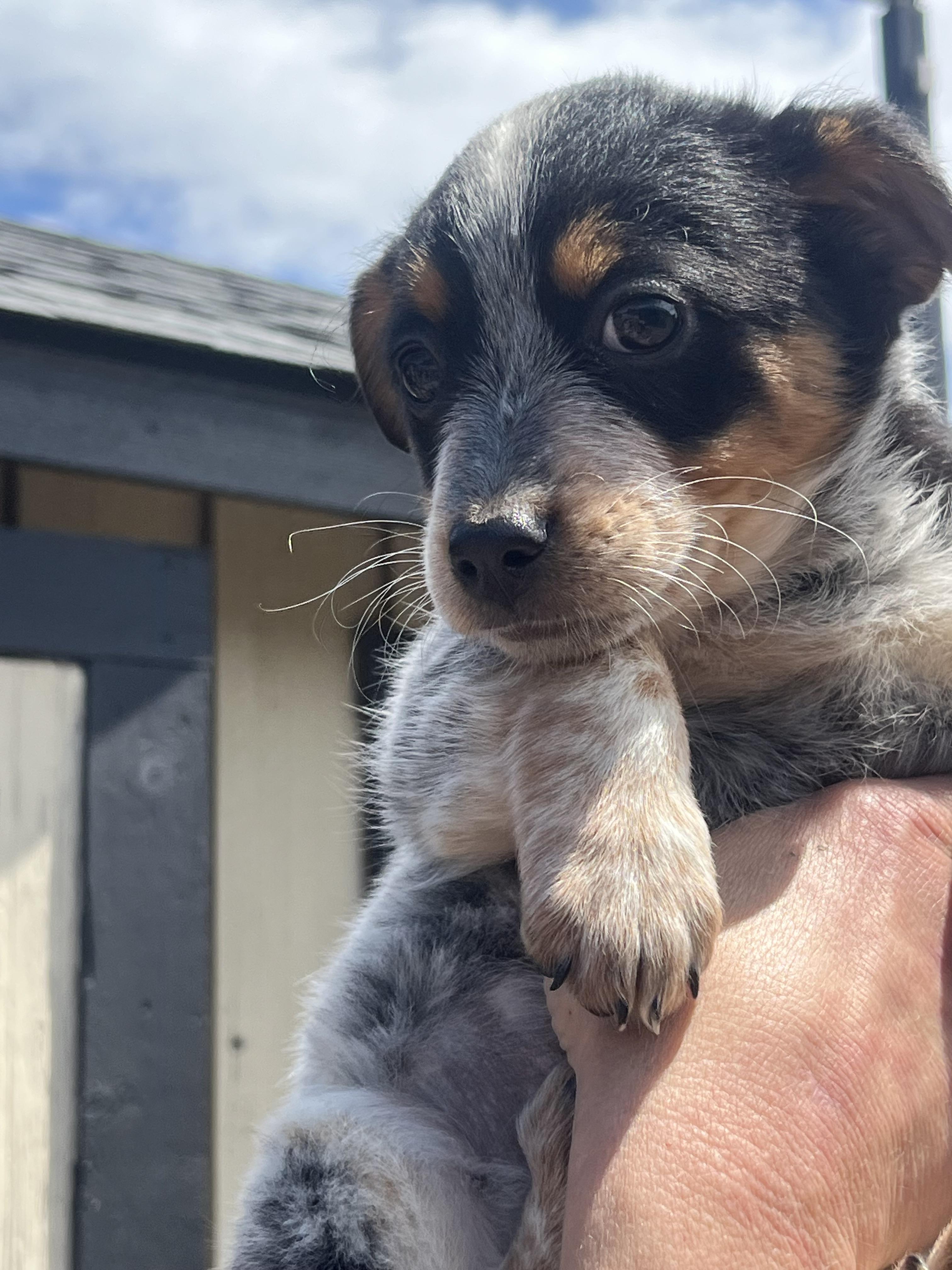 Arabella, Adopted, Young Female Bernese Mountain Dog.