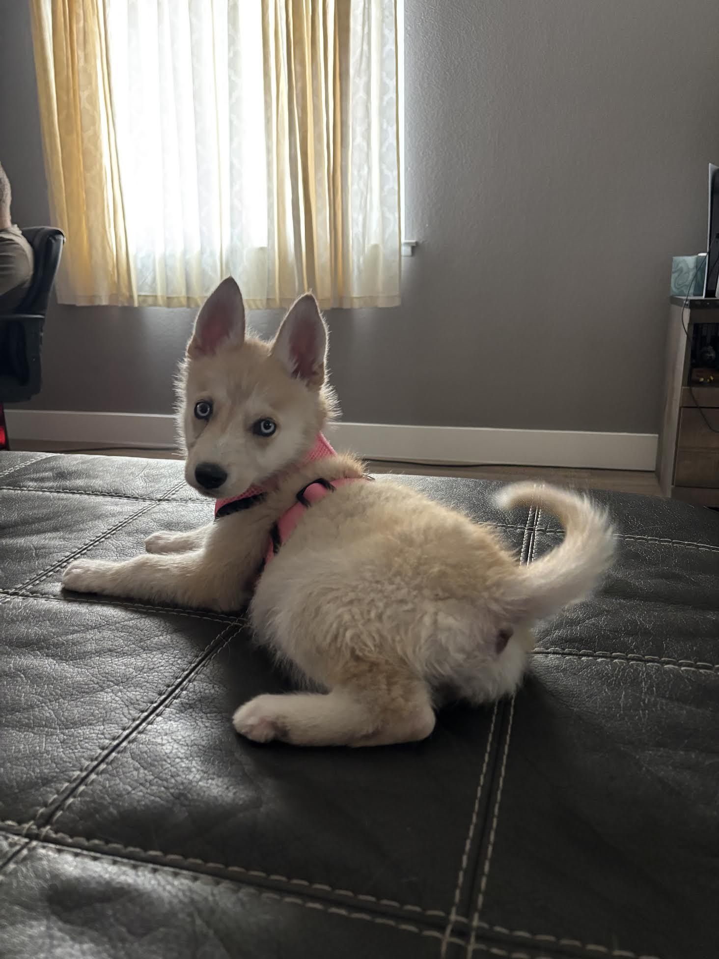 Enlarge Miska, a ADOPTABLE mixed breed in Las Vegas, NV image 2/4