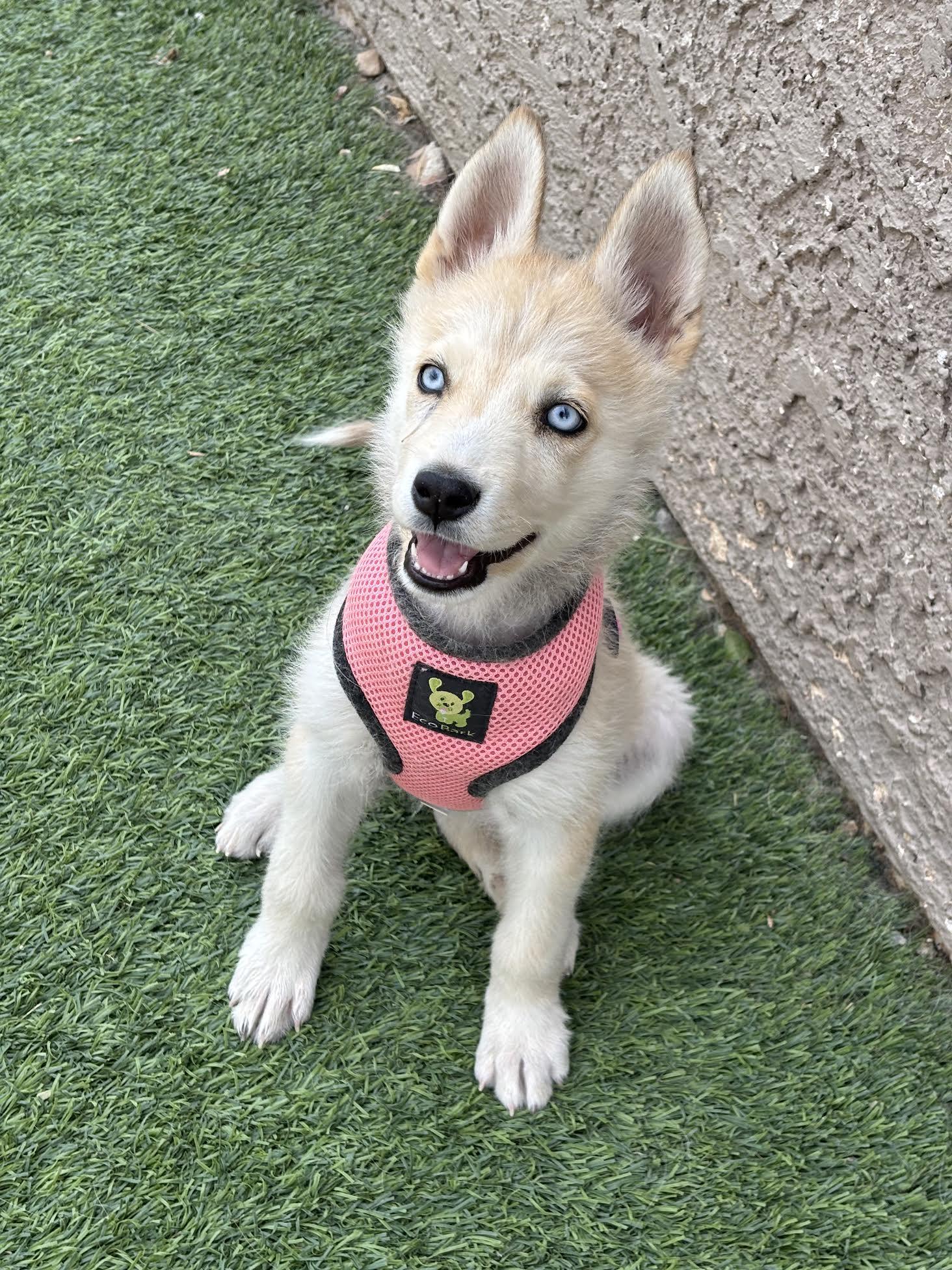 Miska, ADOPTABLE, Puppy Female Husky & Pomsky.