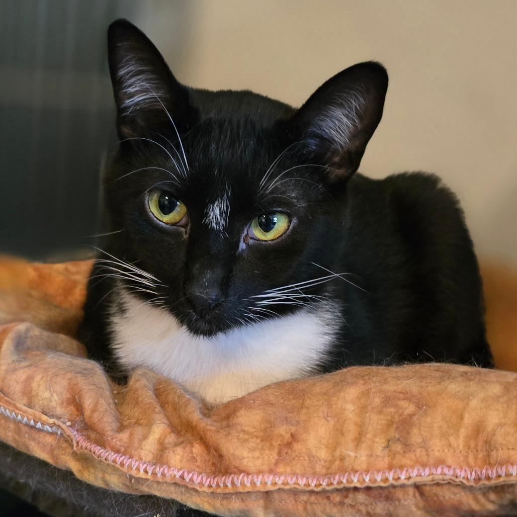 Enlarge Chad, a Adoptable Domestic Short Hair in Jacksonville, OR image 2/4