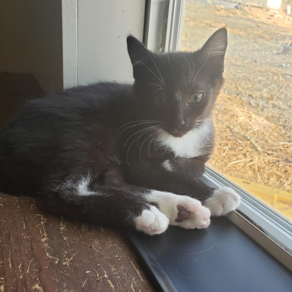 Enlarge Chad, a Adoptable Domestic Short Hair in Jacksonville, OR image 3/4