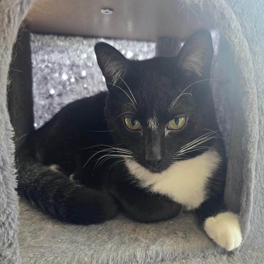 Enlarge Chad, a Adoptable Domestic Short Hair in Jacksonville, OR image 4/4