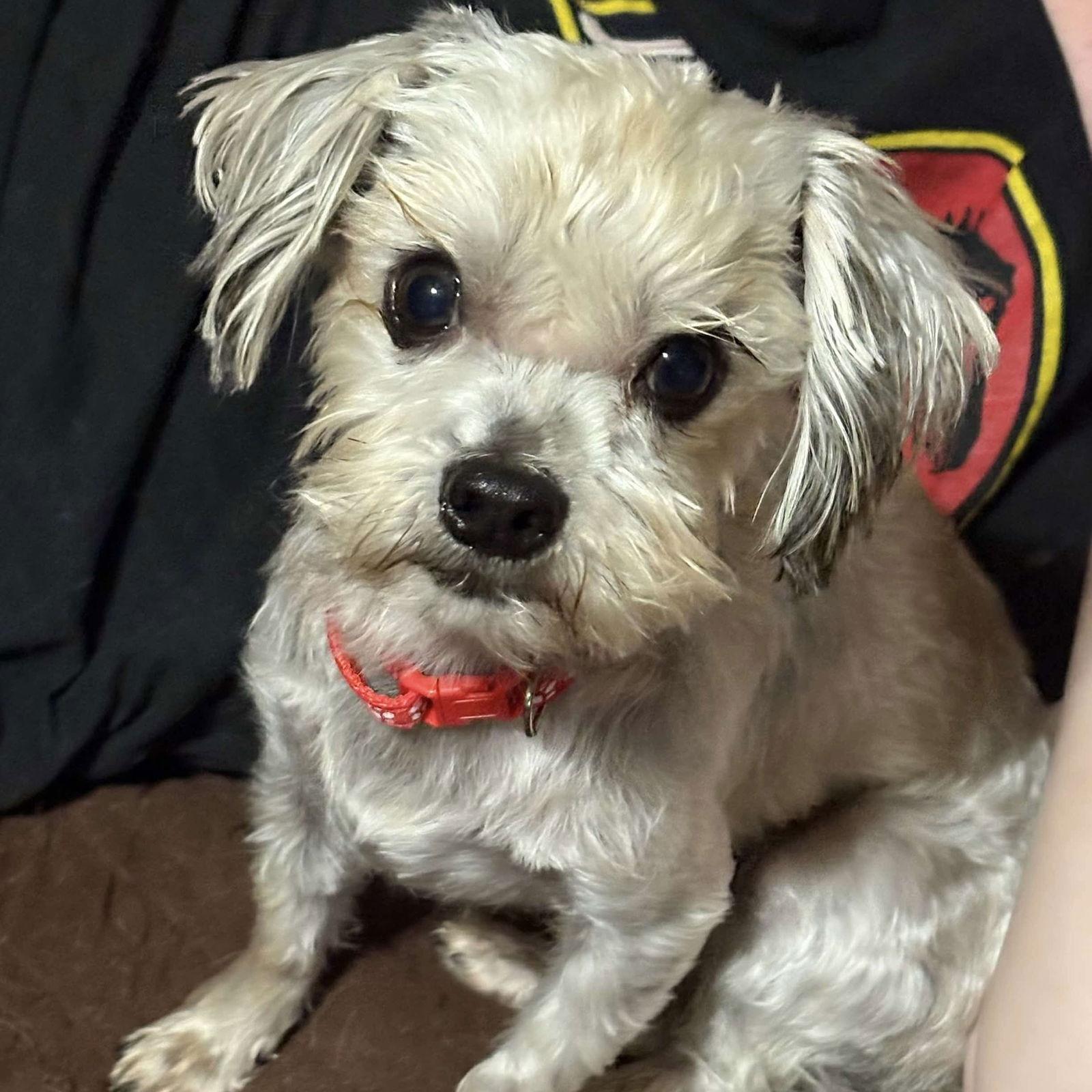 Ken, Adoptable, Young Male Maltese & Yorkshire Terrier.