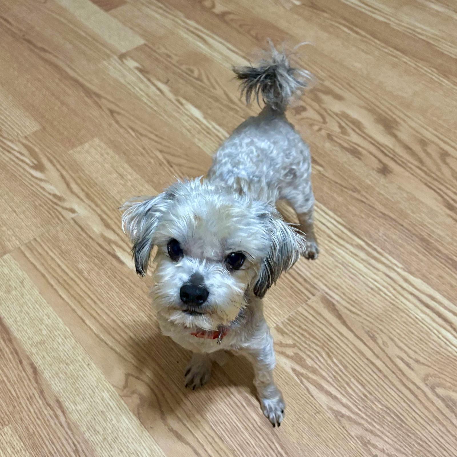 Ken, a Adoptable mixed breed in Hillsborough , NC image 3/3