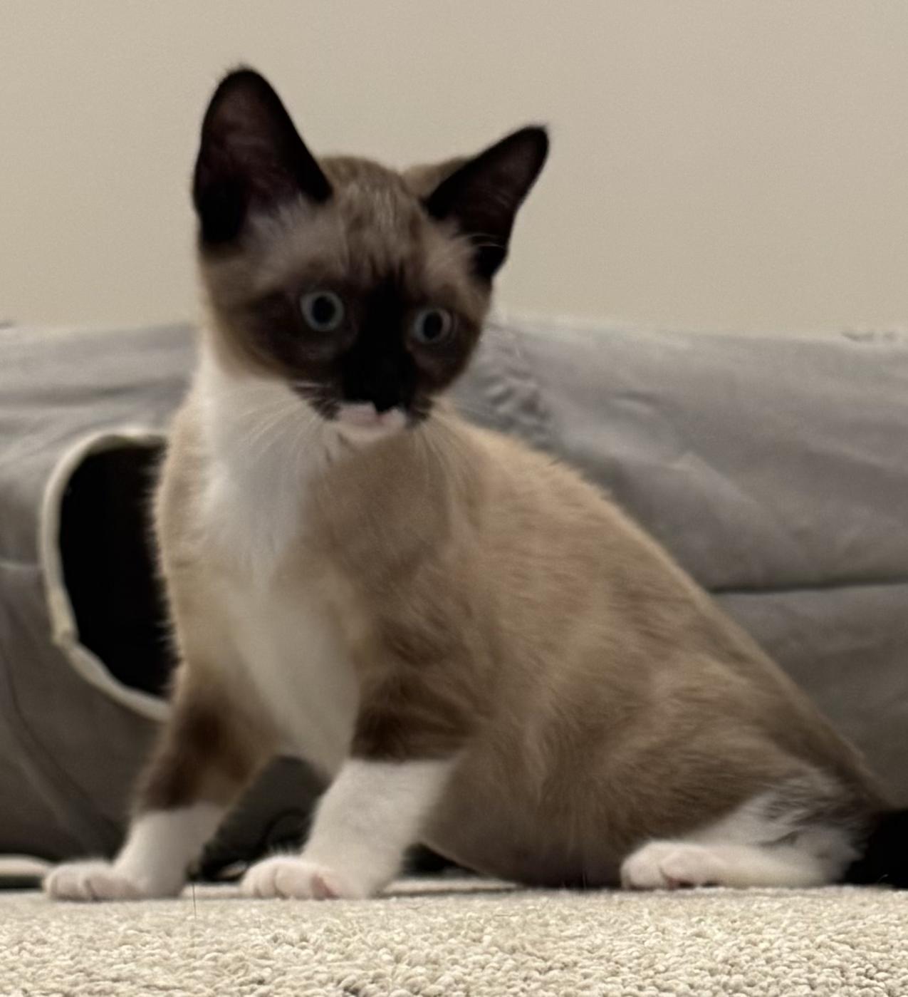 Enlarge Lune, a ADOPTABLE mixed breed in Antioch, IL image 3/4