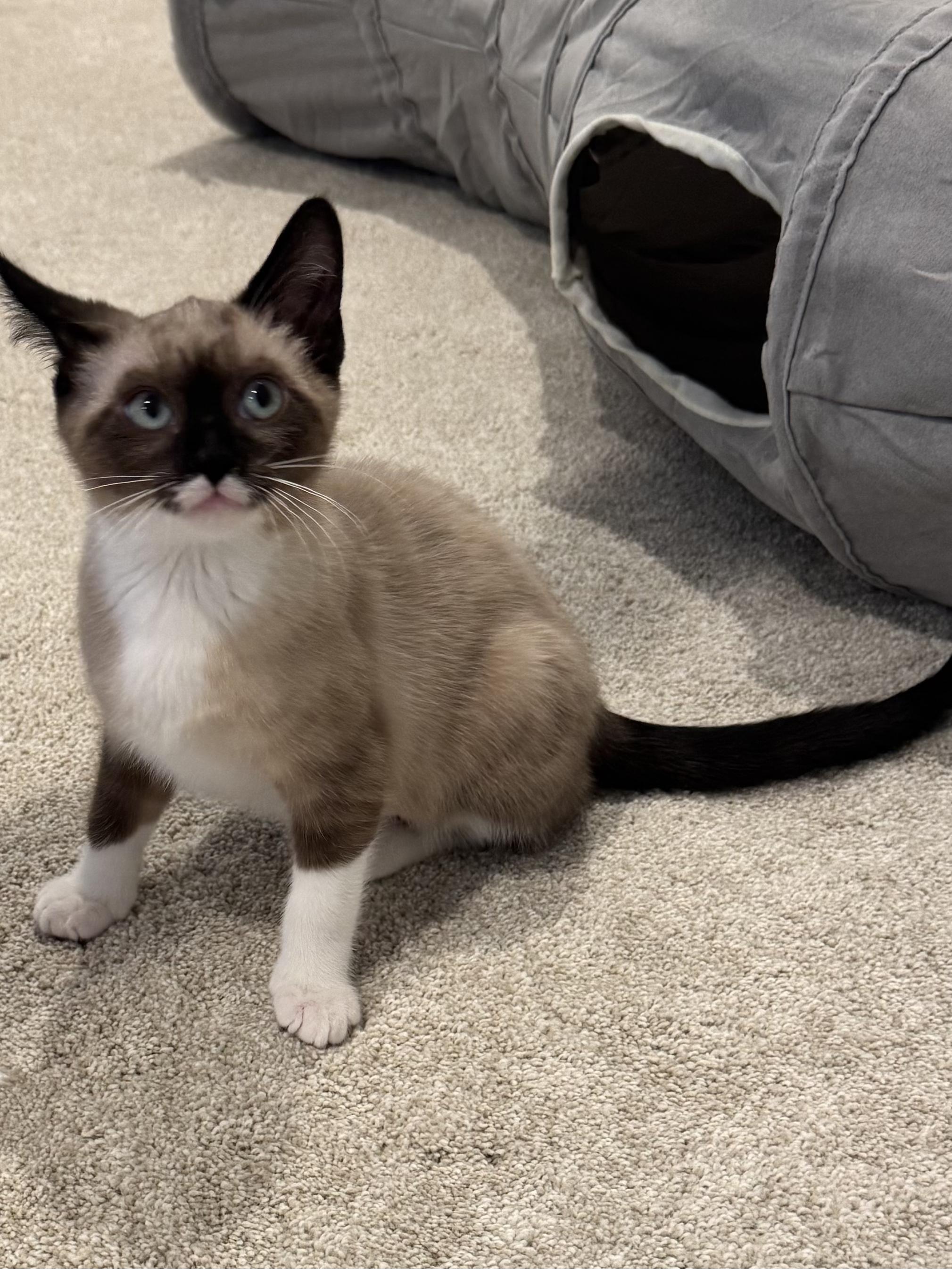 Enlarge Lune, a ADOPTABLE mixed breed in Antioch, IL image 4/4
