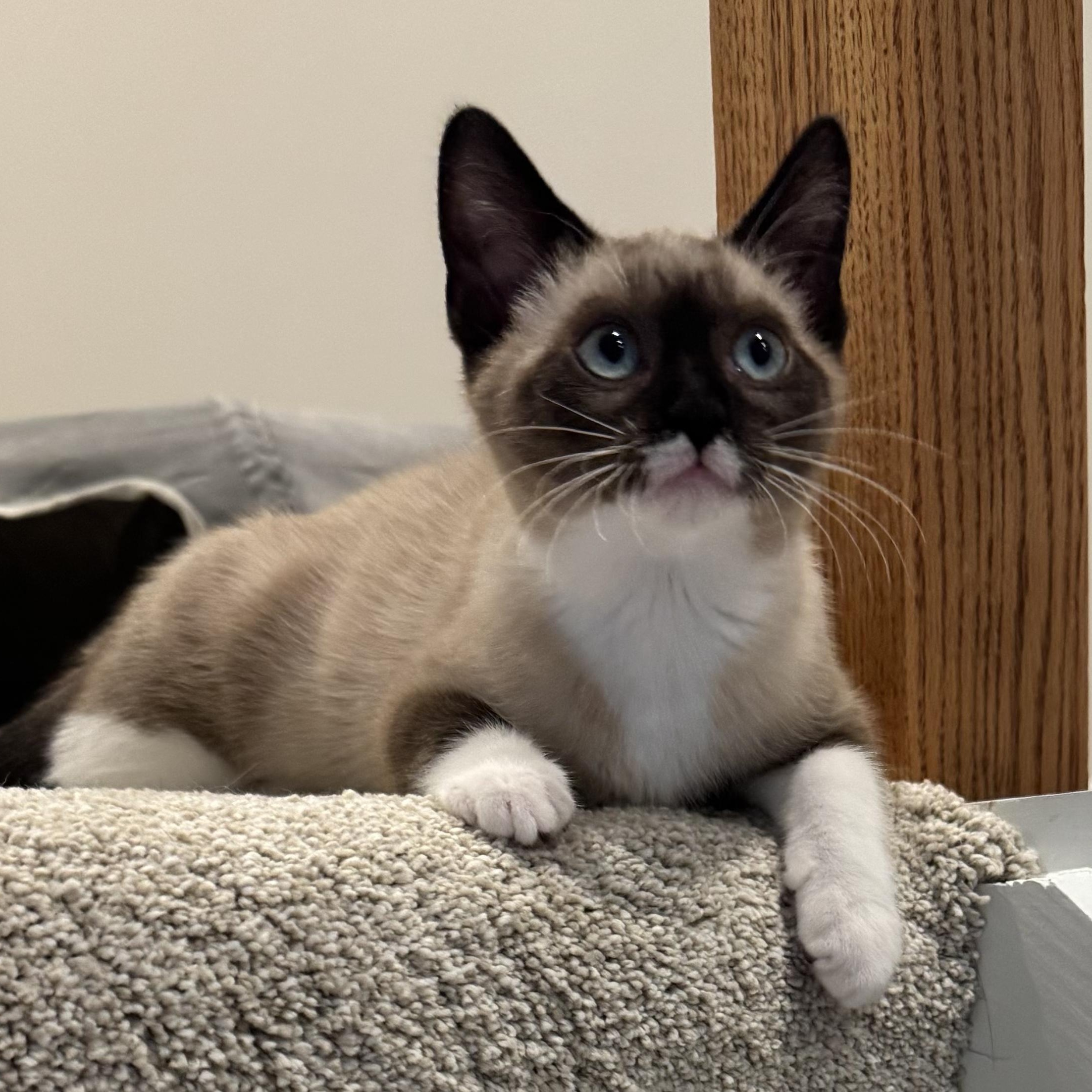 Lune, ADOPTABLE, Kitten Female Siamese & Domestic Short Hair.